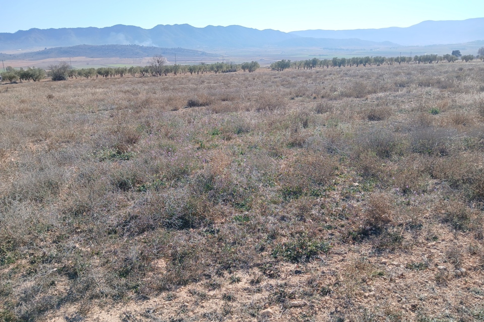 Revente - Parcelle Terrain -
Yecla