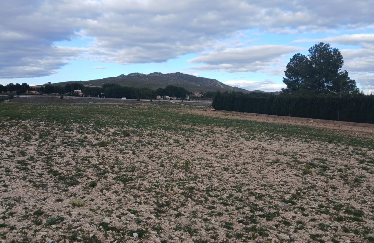 Revente - Parcelle Terrain -
Yecla