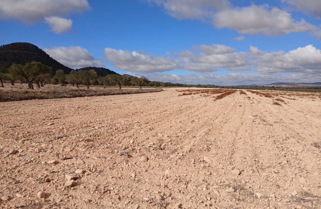Revente - Parcelle Terrain -
Yecla