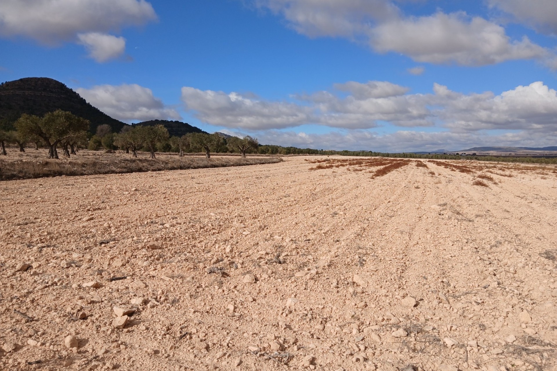 Revente - Parcelle Terrain -
Yecla