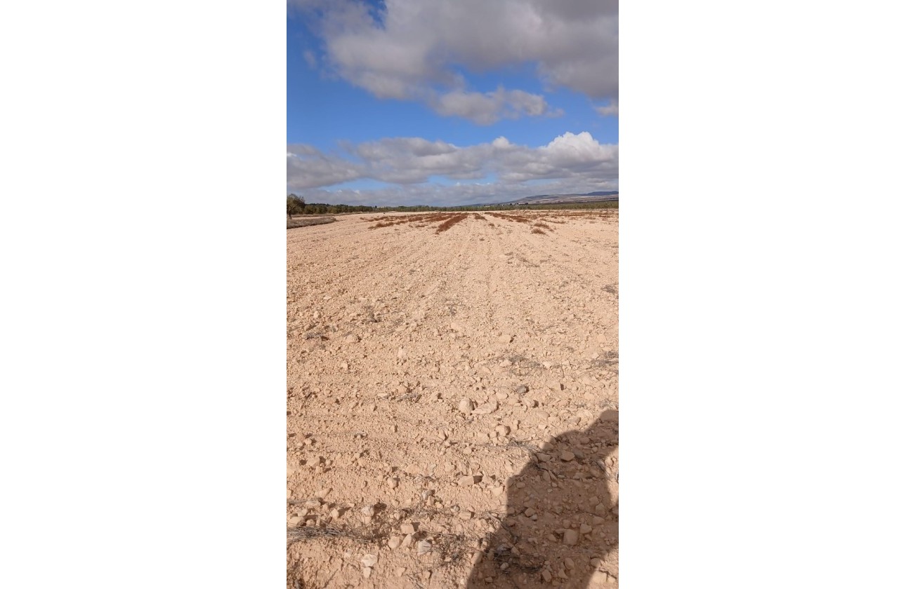 Revente - Parcelle Terrain -
Yecla