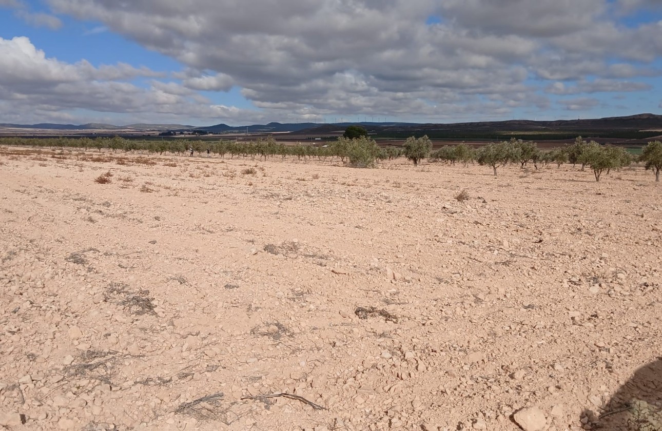 Revente - Parcelle Terrain -
Yecla