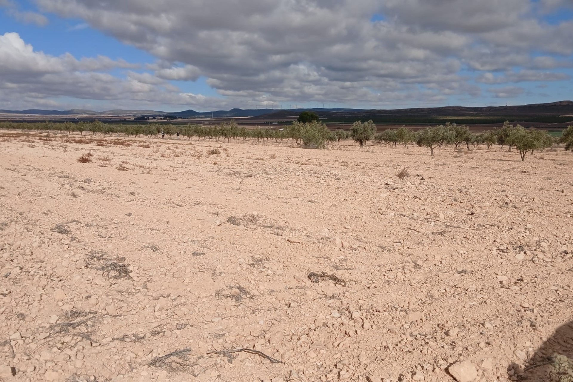 Revente - Parcelle Terrain -
Yecla