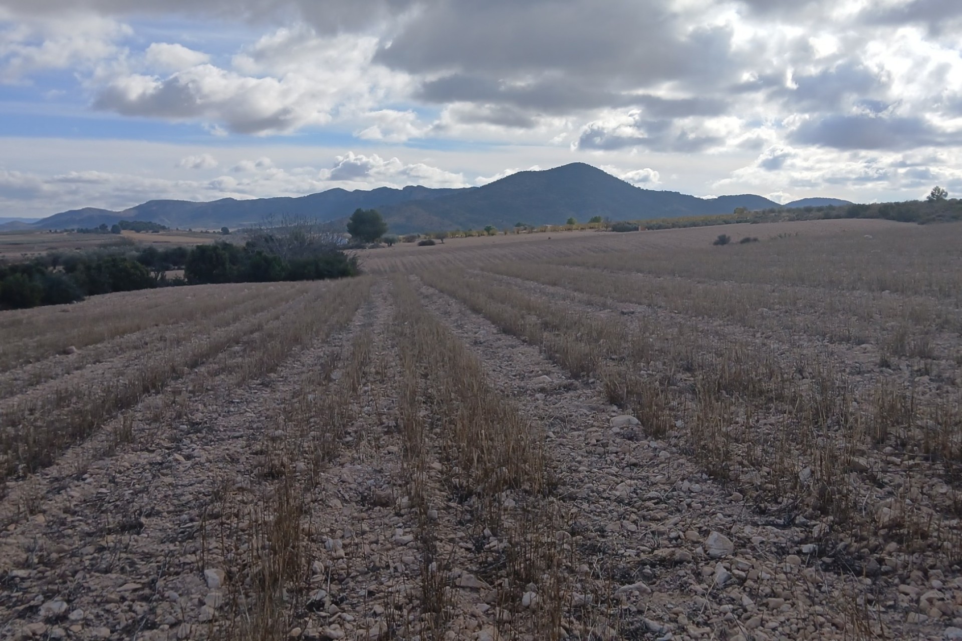 Revente - Parcelle Terrain -
Yecla