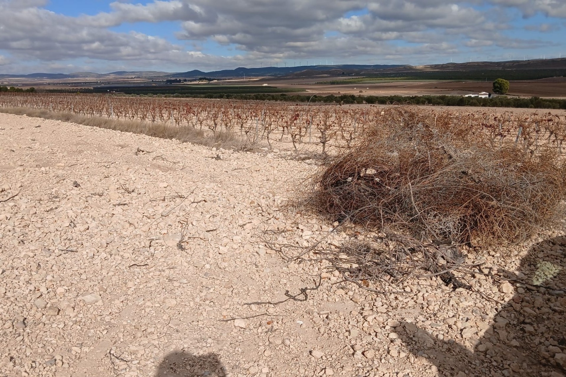 Revente - Parcelle Terrain -
Yecla