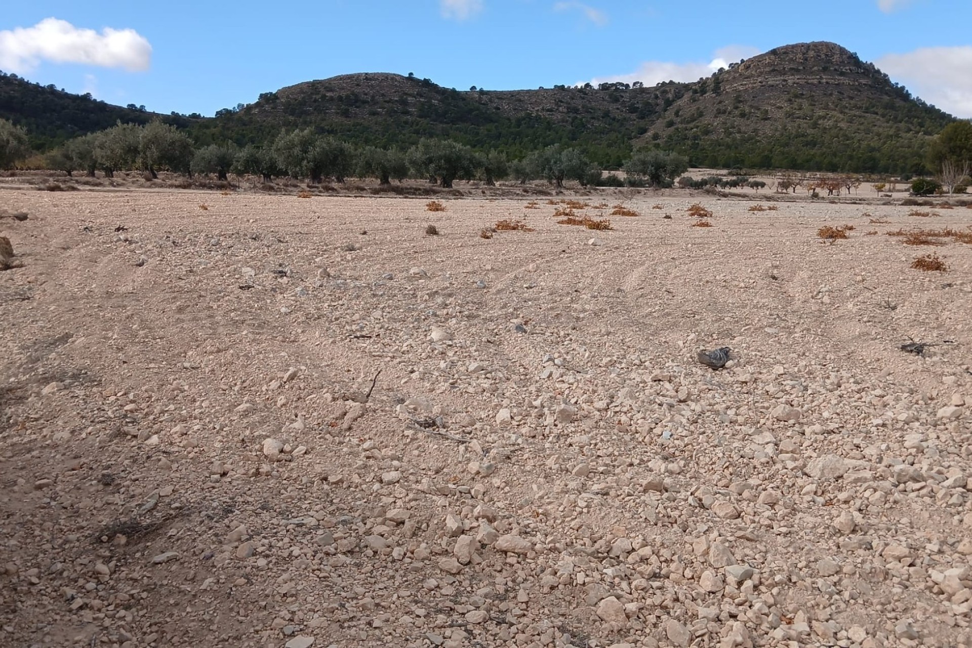 Revente - Parcelle Terrain -
Yecla