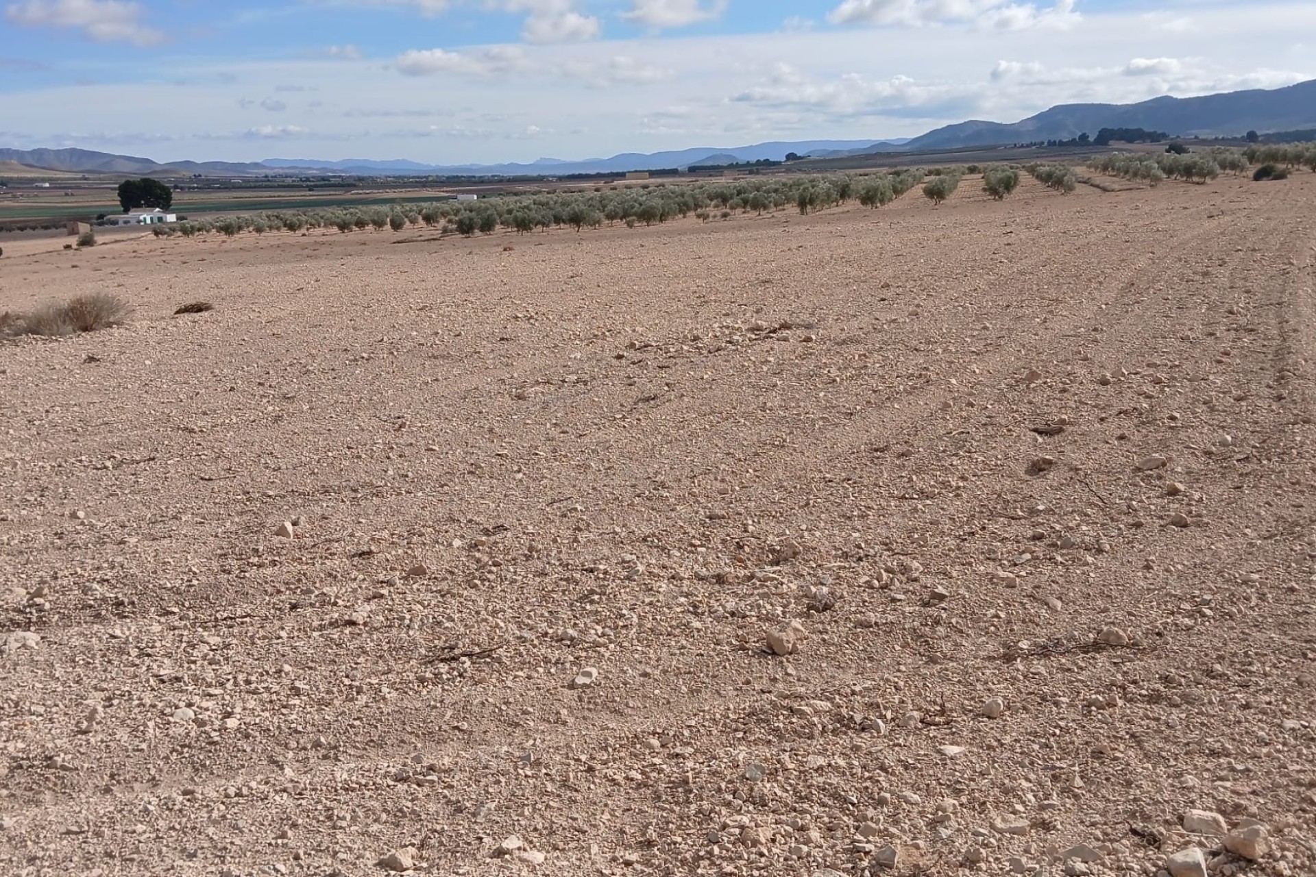 Revente - Parcelle Terrain -
Yecla