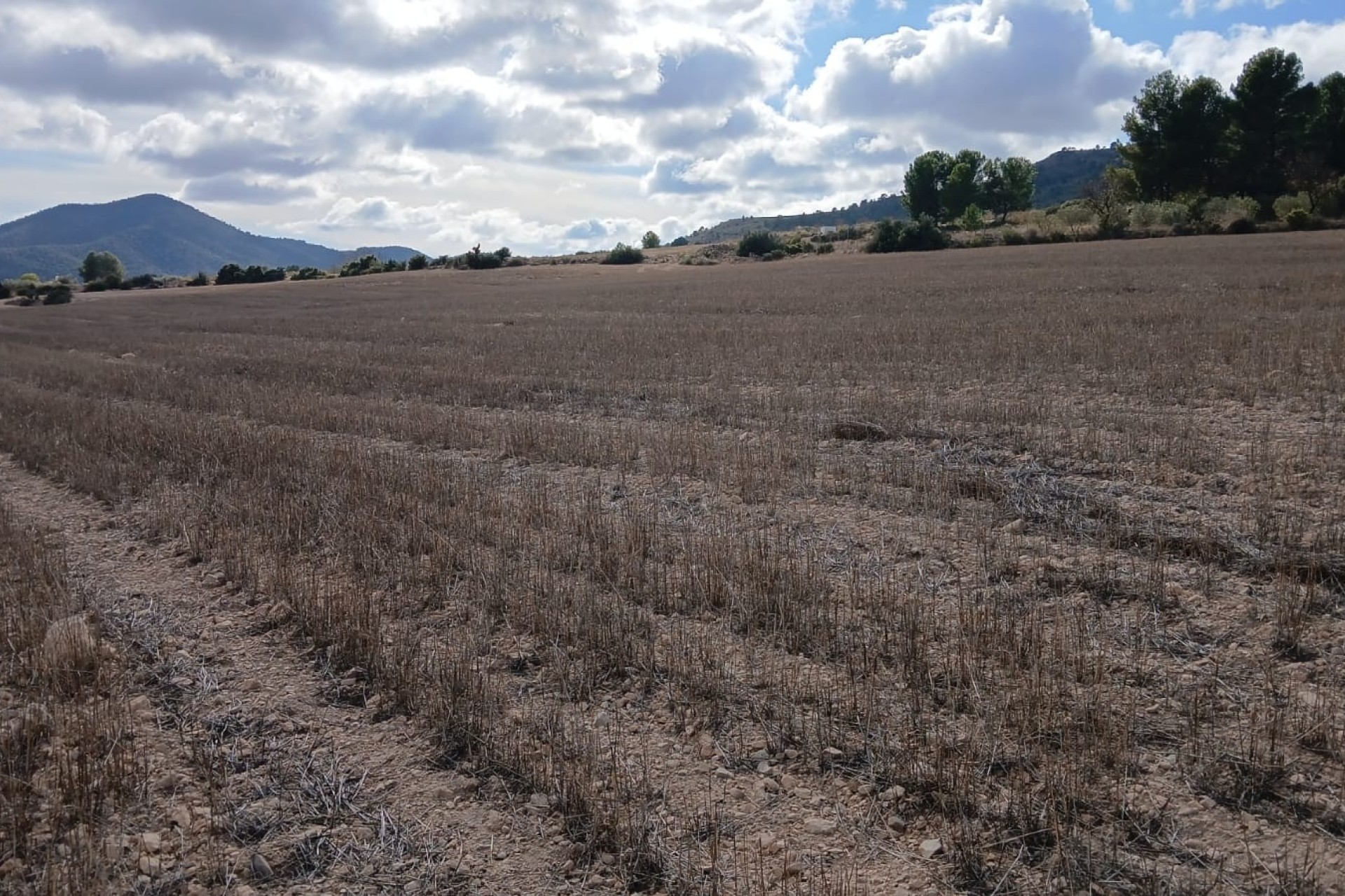 Revente - Parcelle Terrain -
Yecla