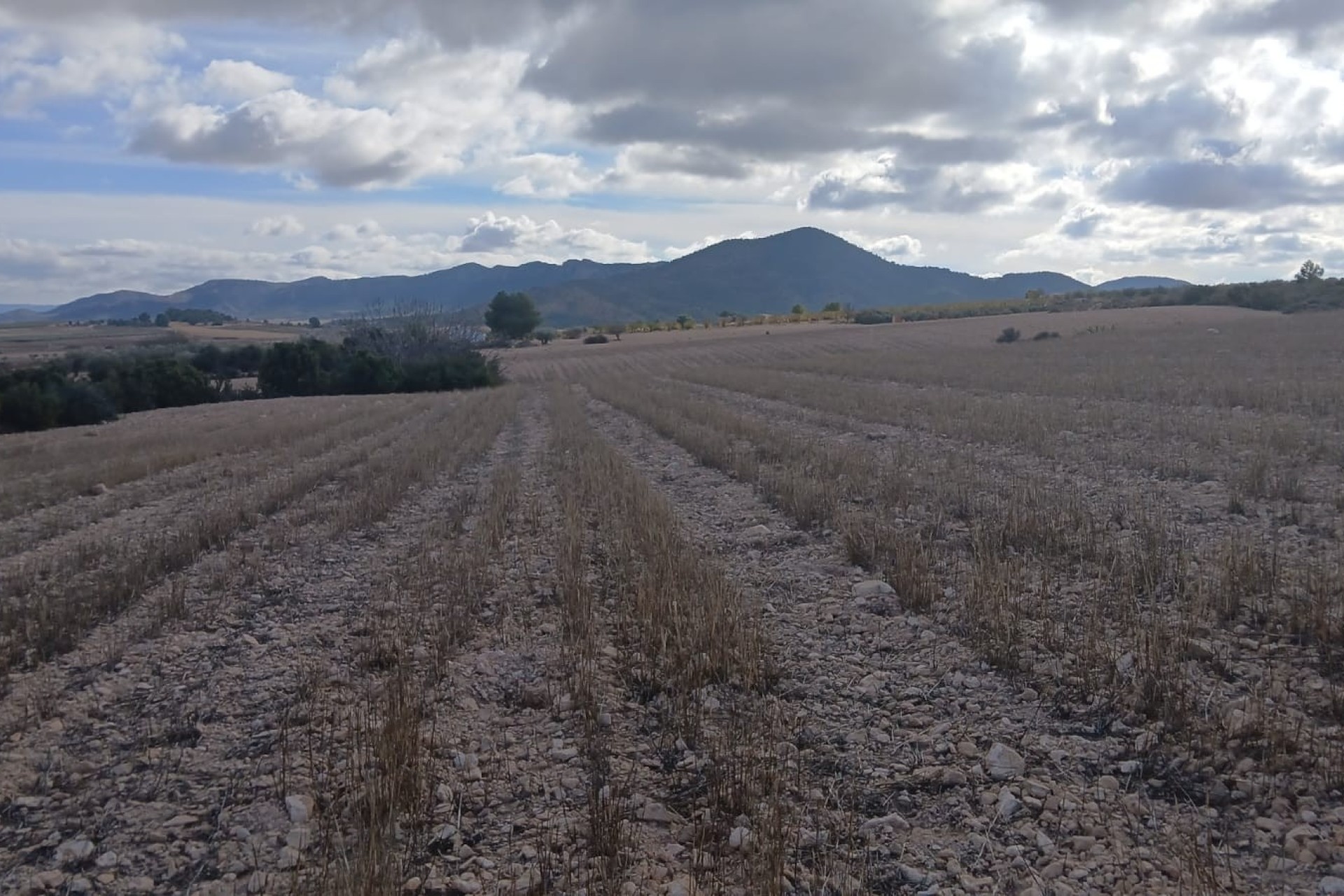 Revente - Parcelle Terrain -
Yecla