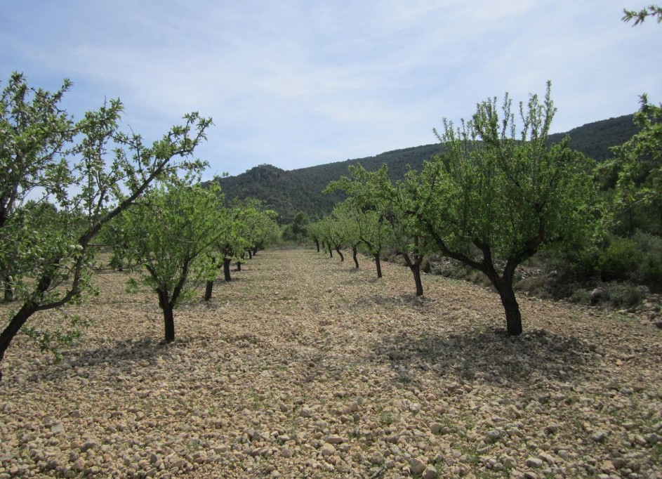 Revente - Parcelle Terrain -
Yecla