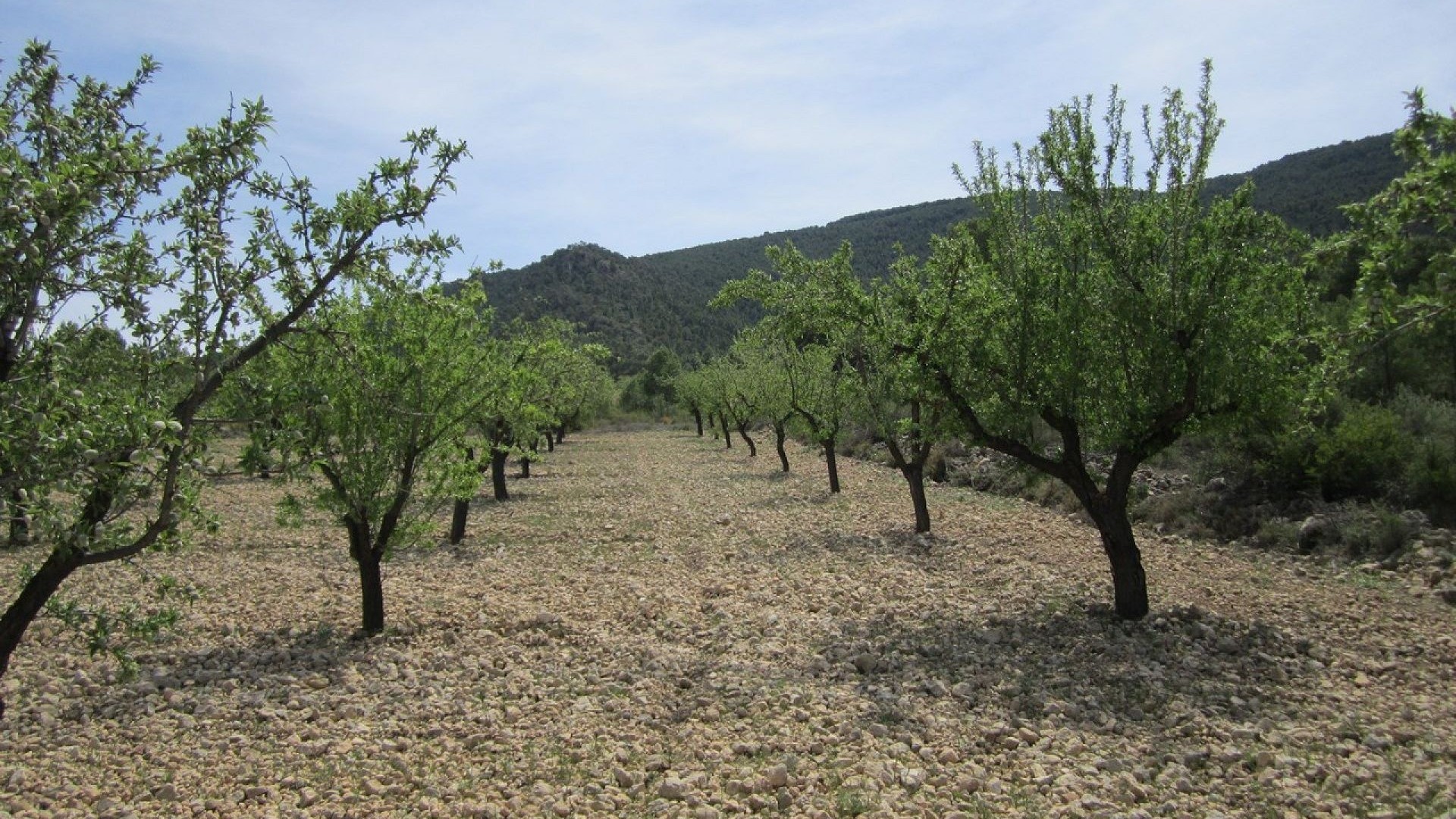 Revente - Parcelle Terrain -
Yecla
