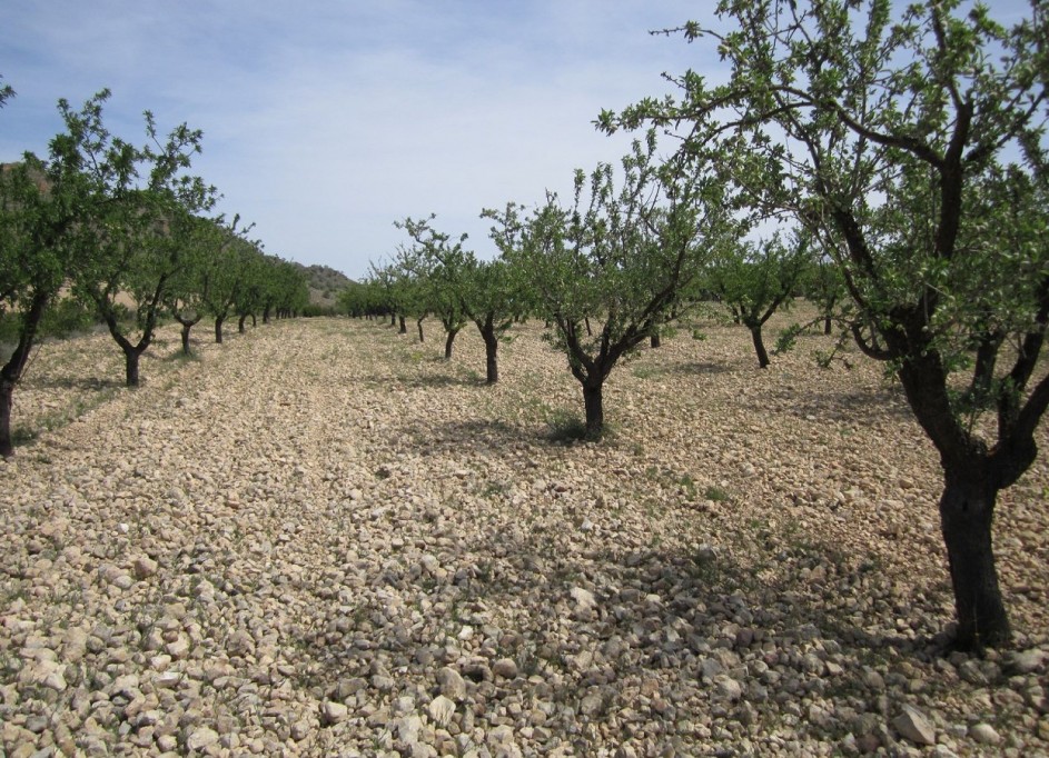 Revente - Parcelle Terrain -
Yecla