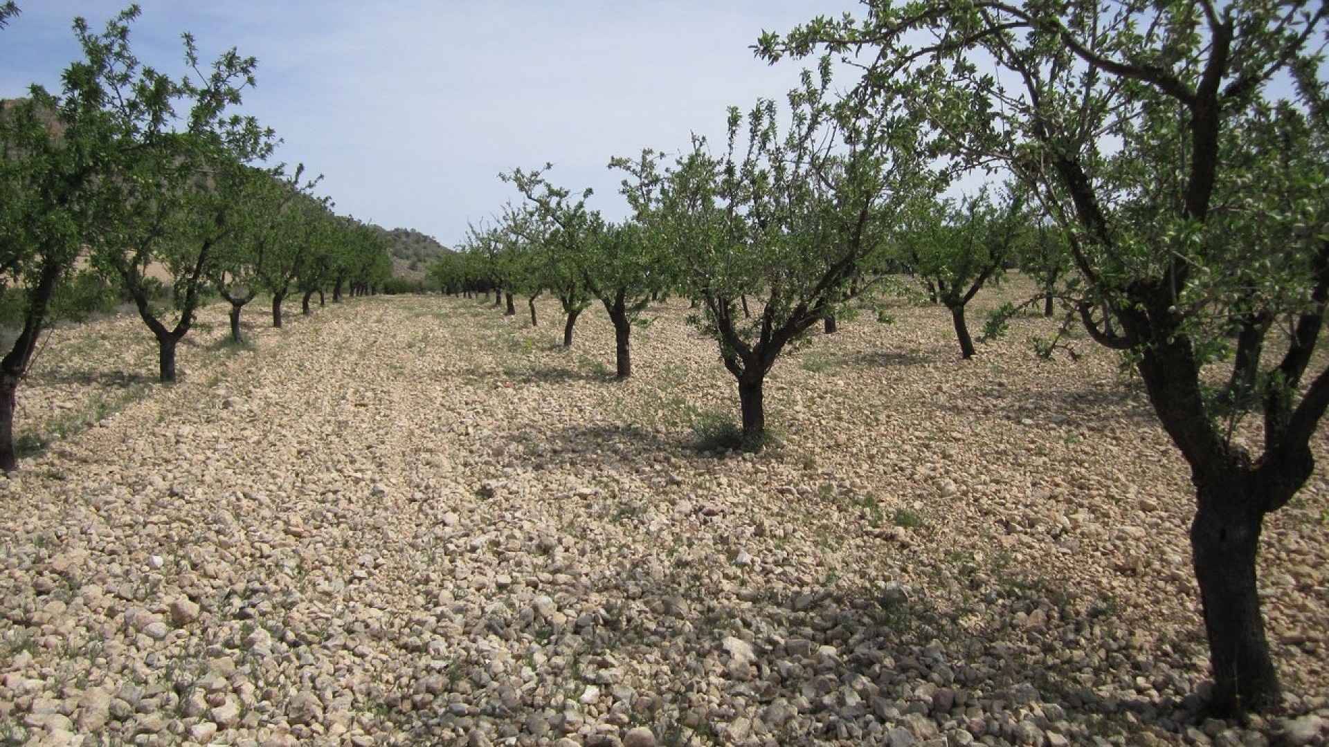 Revente - Parcelle Terrain -
Yecla