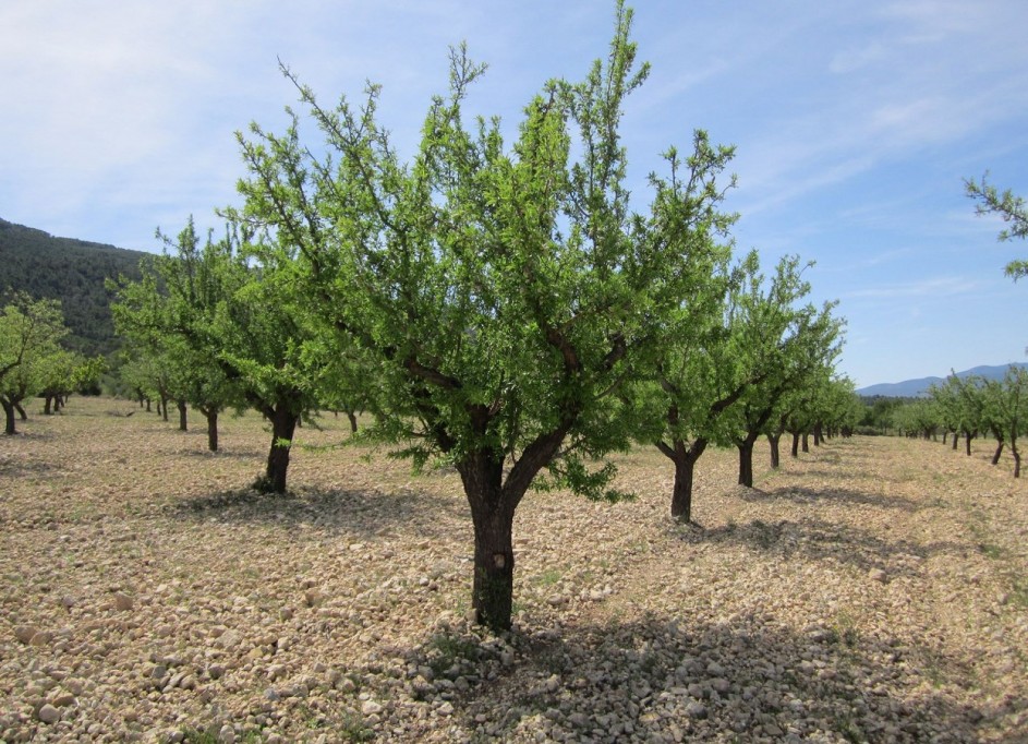 Revente - Parcelle Terrain -
Yecla