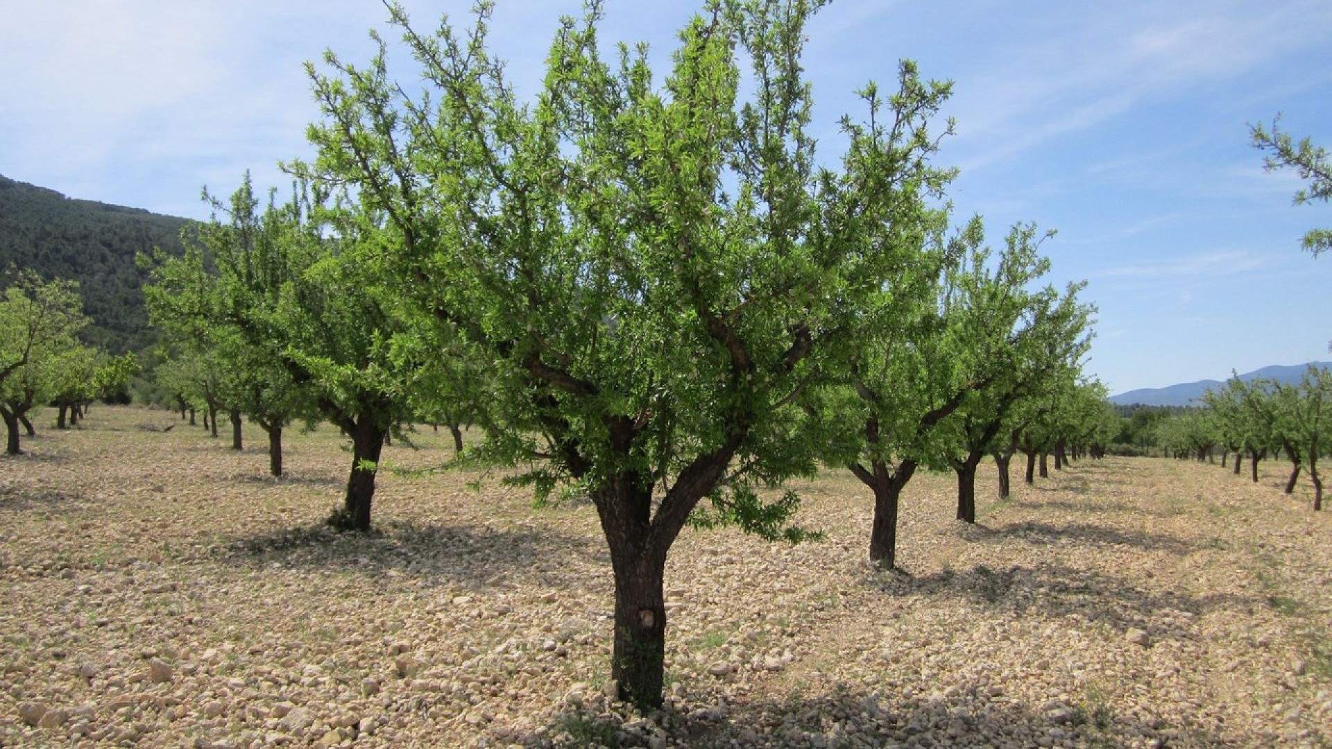 Revente - Parcelle Terrain -
Yecla