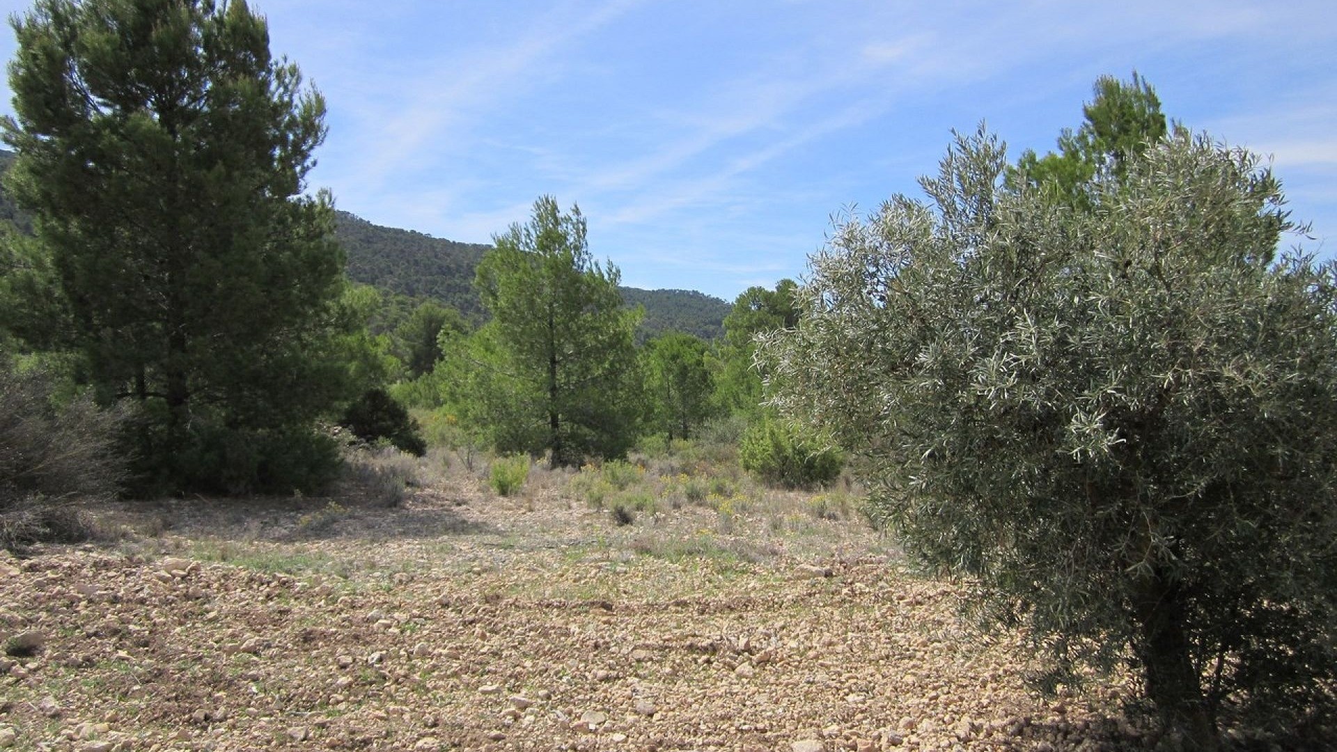 Revente - Parcelle Terrain -
Yecla