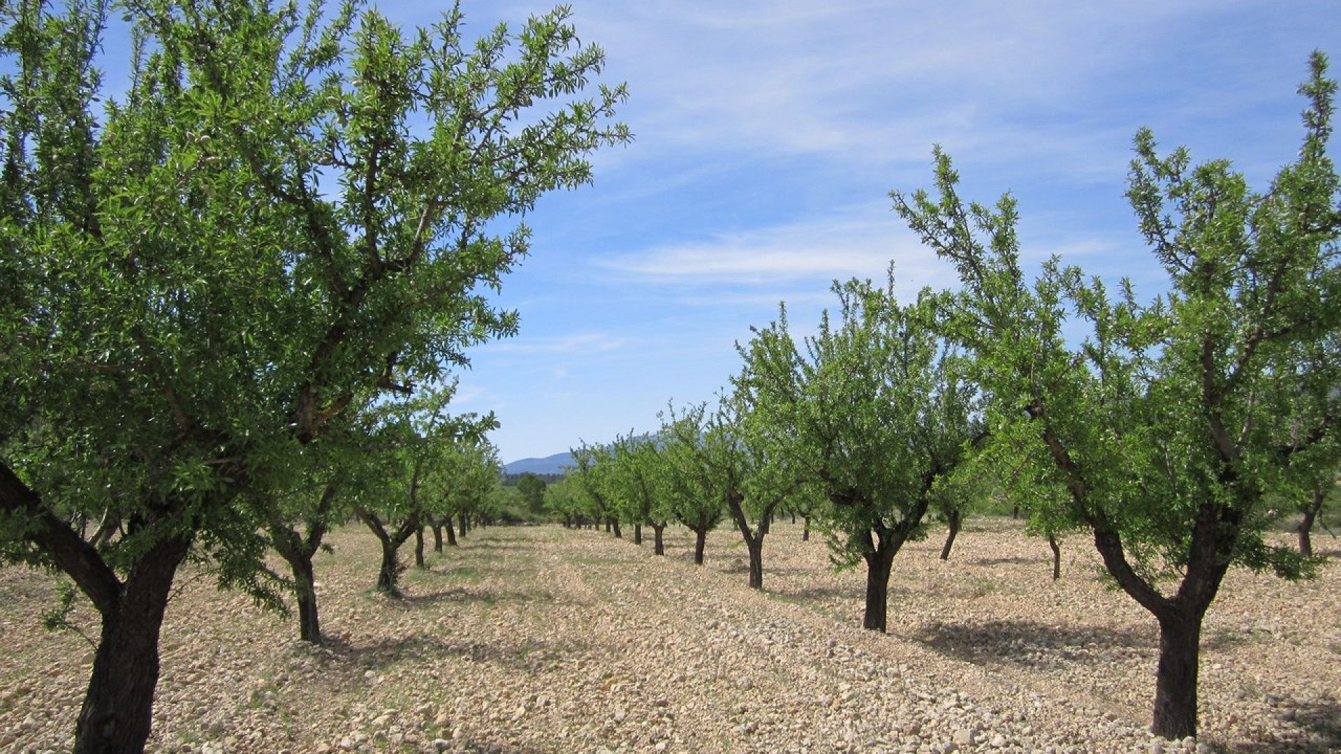 Revente - Parcelle Terrain -
Yecla