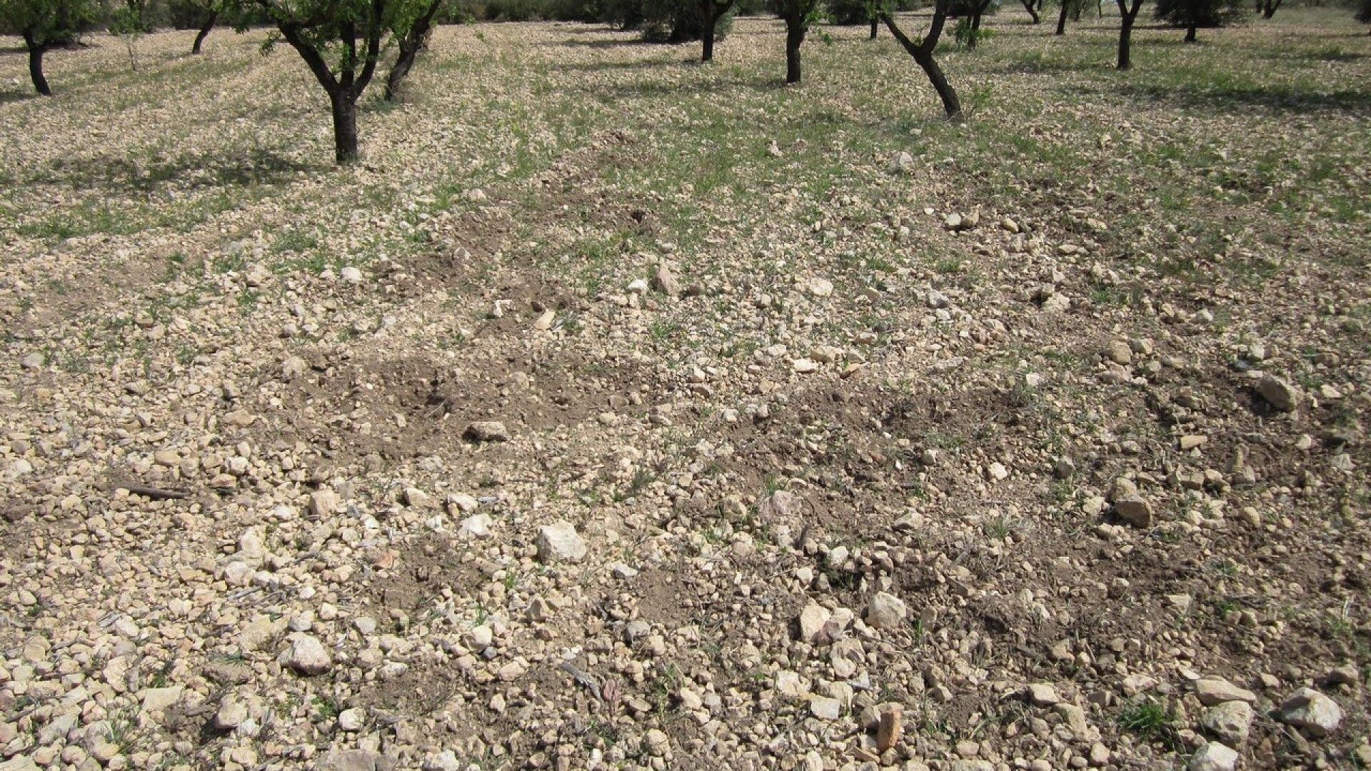 Revente - Parcelle Terrain -
Yecla