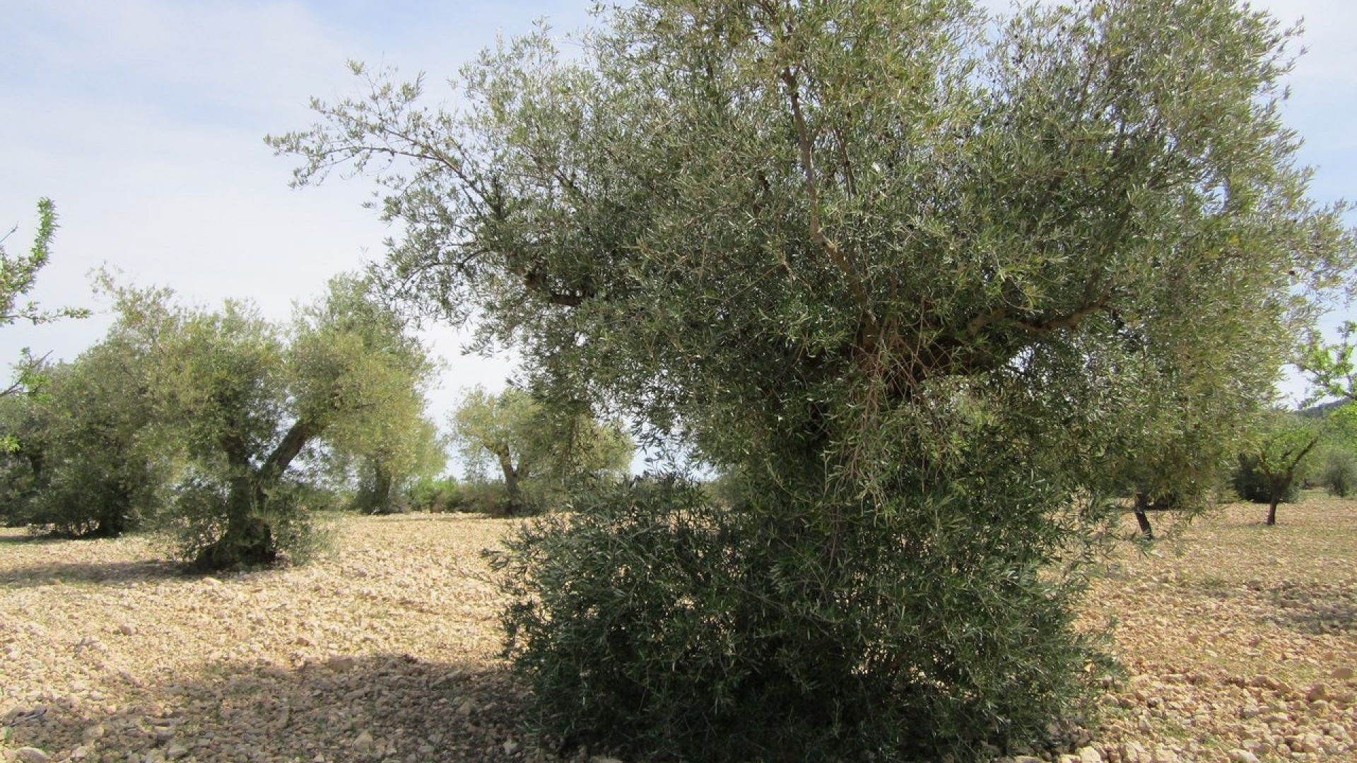 Revente - Parcelle Terrain -
Yecla