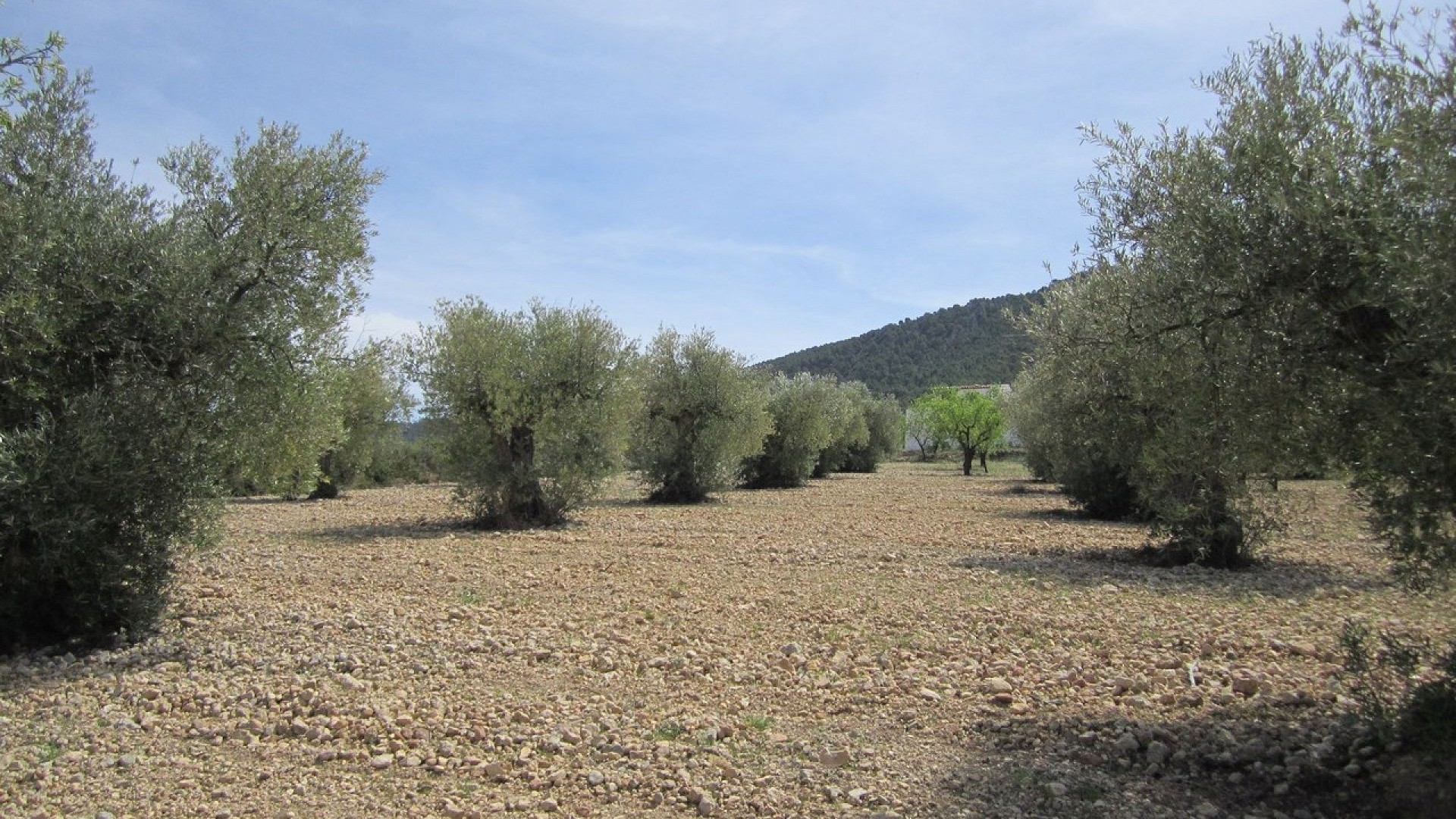 Revente - Parcelle Terrain -
Yecla