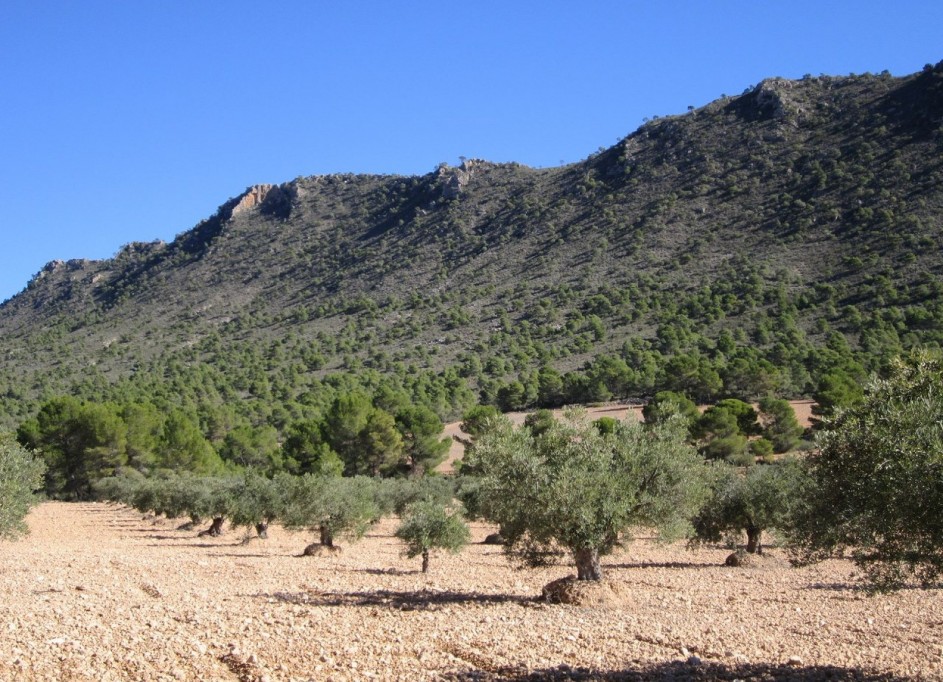 Revente - Parcelle Terrain -
Yecla