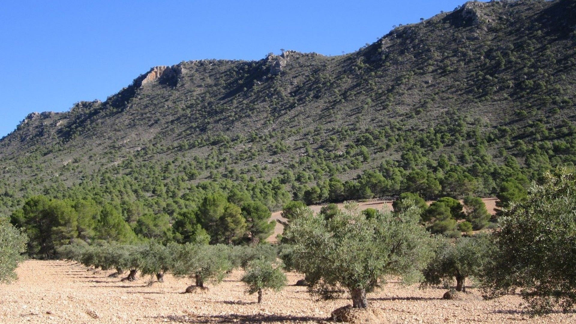 Revente - Parcelle Terrain -
Yecla