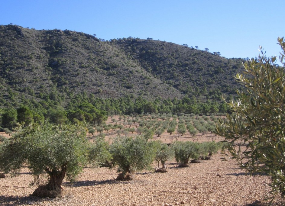 Revente - Parcelle Terrain -
Yecla