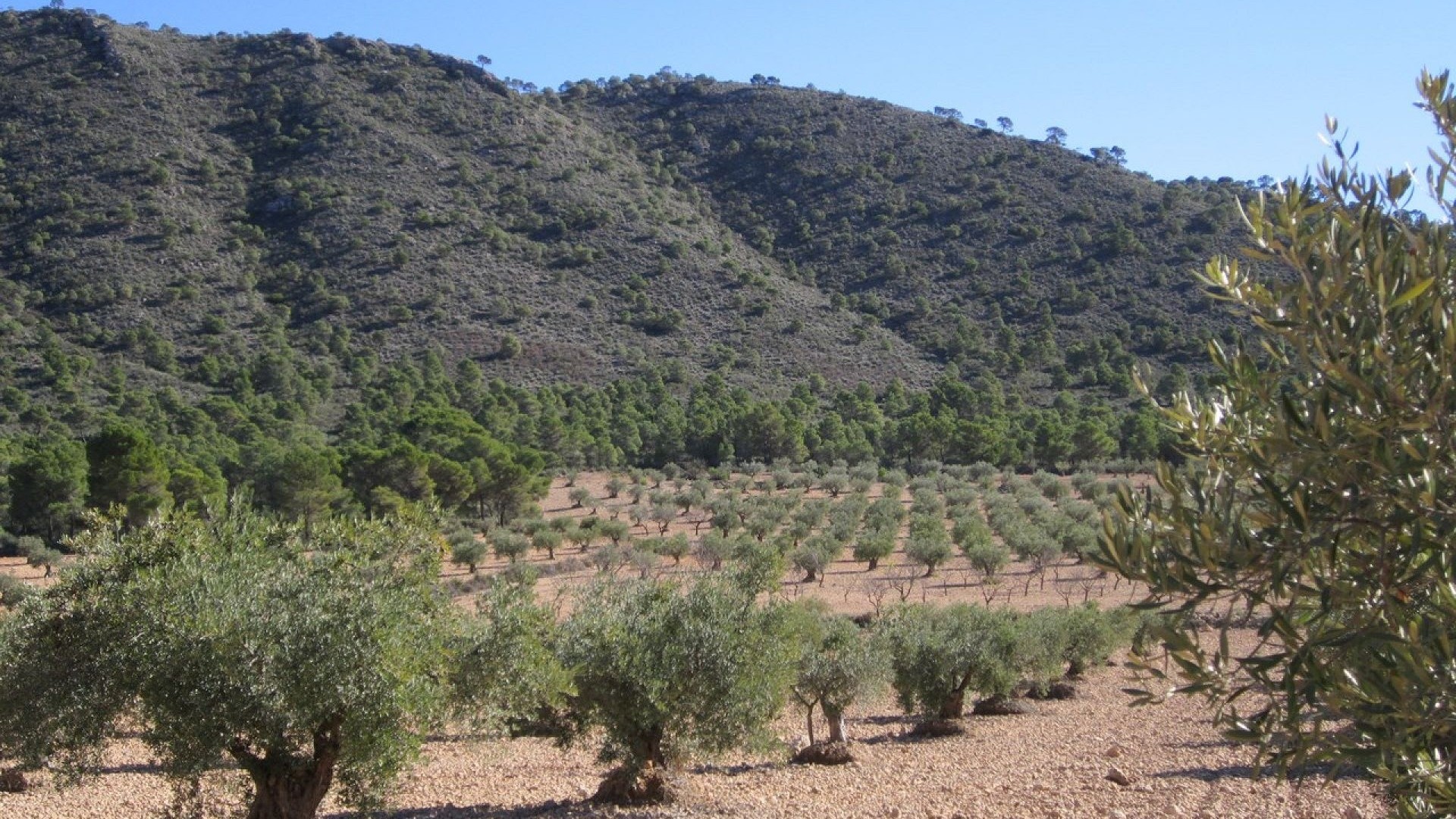 Revente - Parcelle Terrain -
Yecla