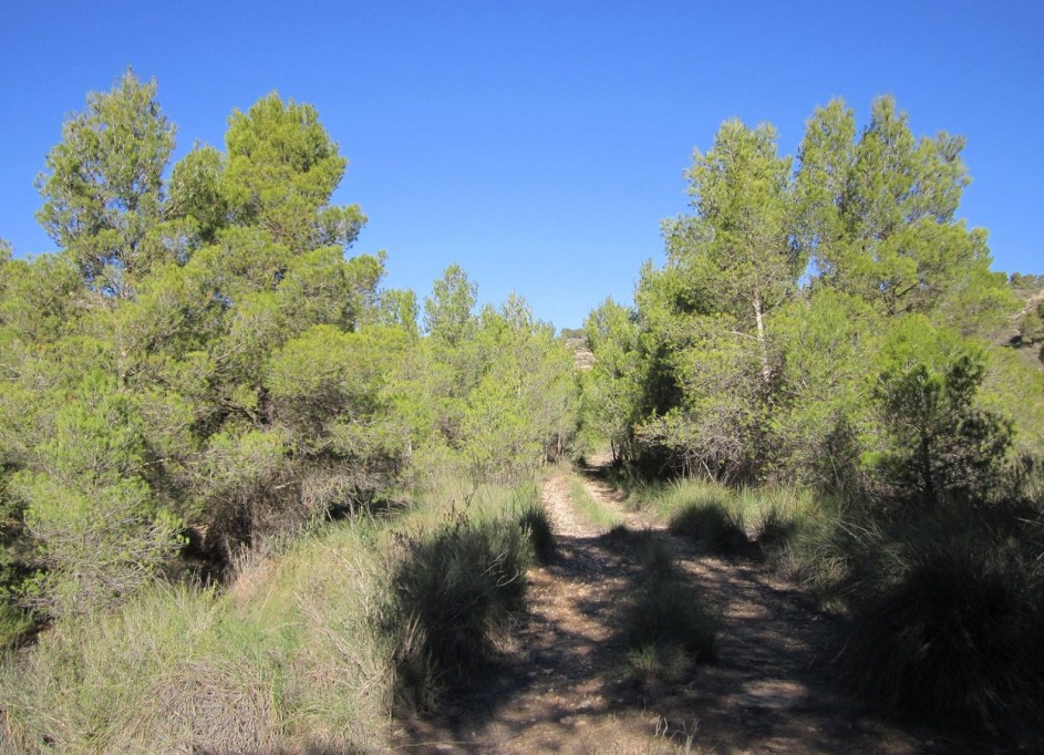 Revente - Parcelle Terrain -
Yecla