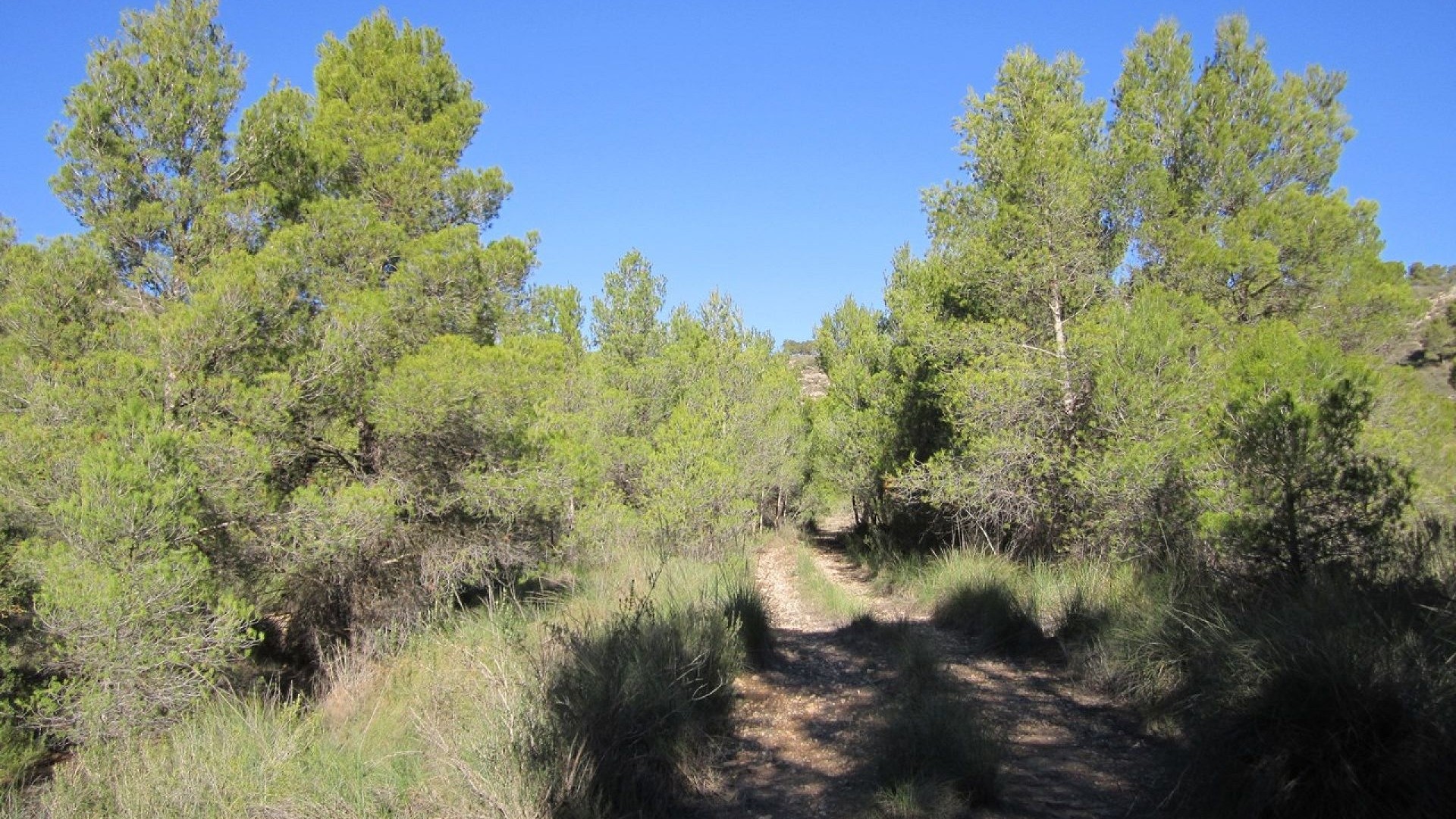 Revente - Parcelle Terrain -
Yecla