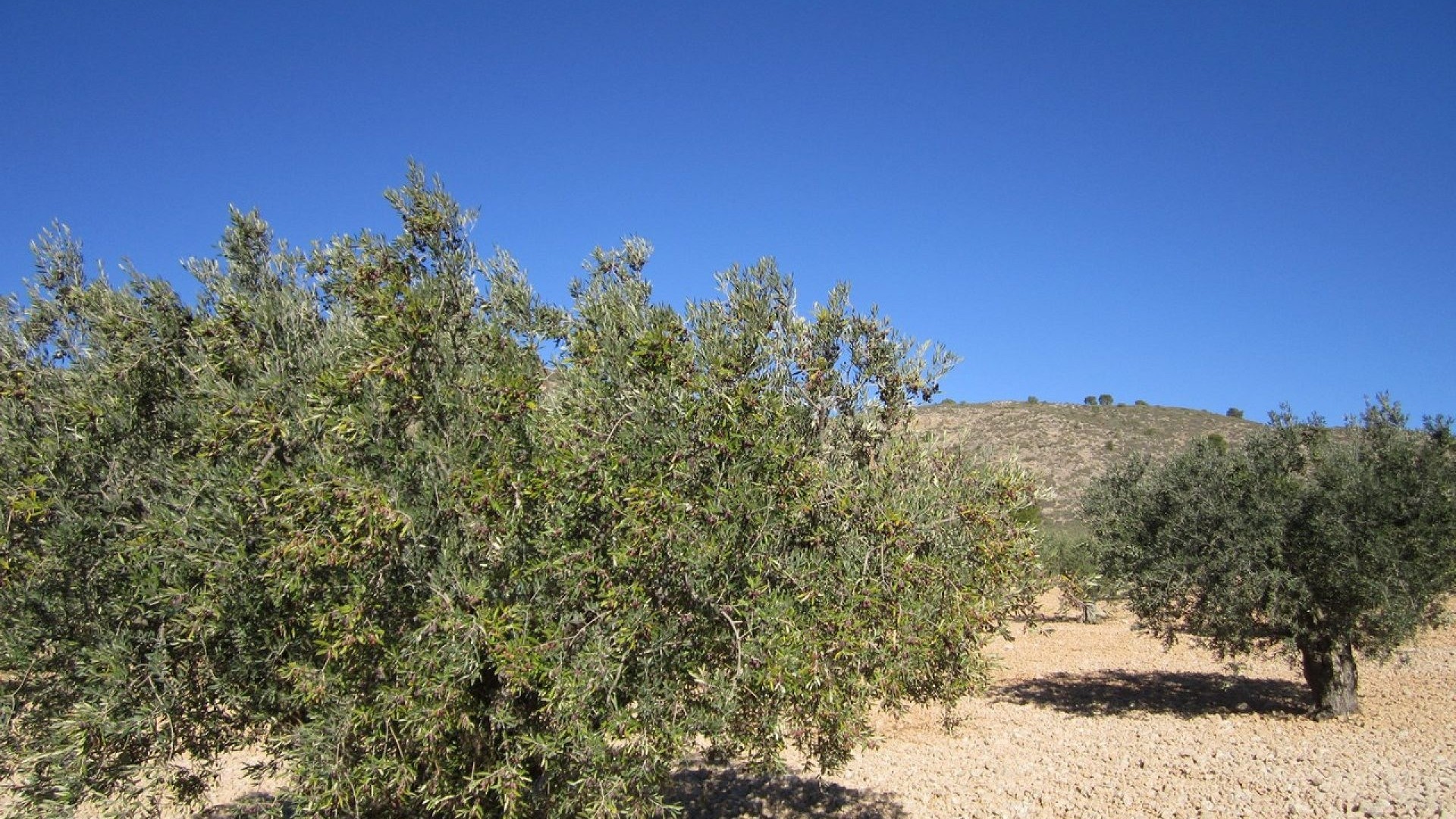 Revente - Parcelle Terrain -
Yecla