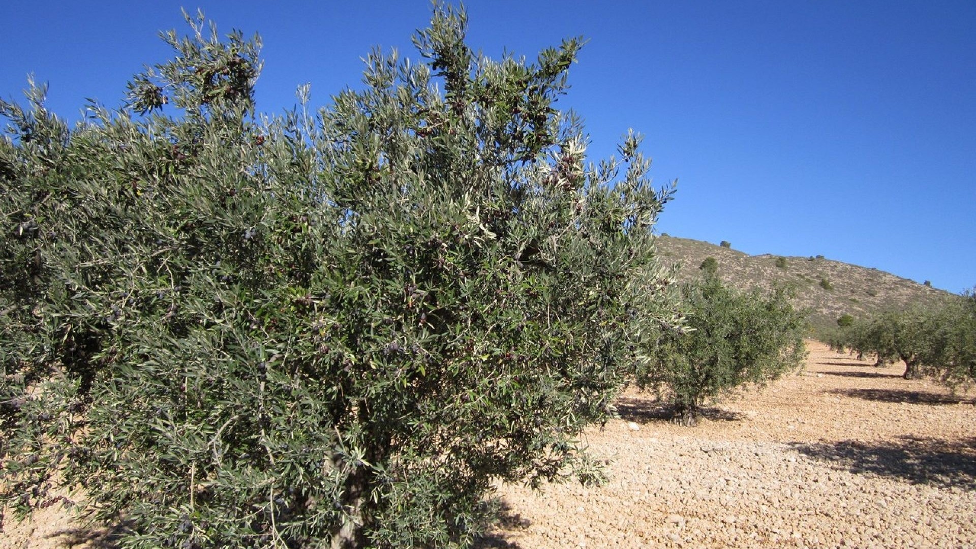 Revente - Parcelle Terrain -
Yecla