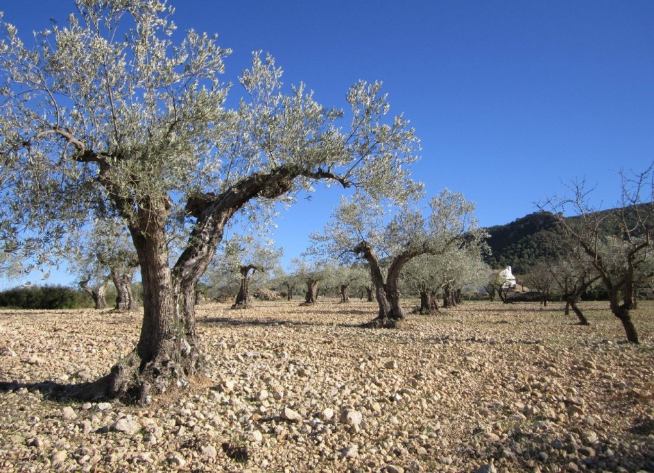 Revente - Parcelle Terrain -
Yecla