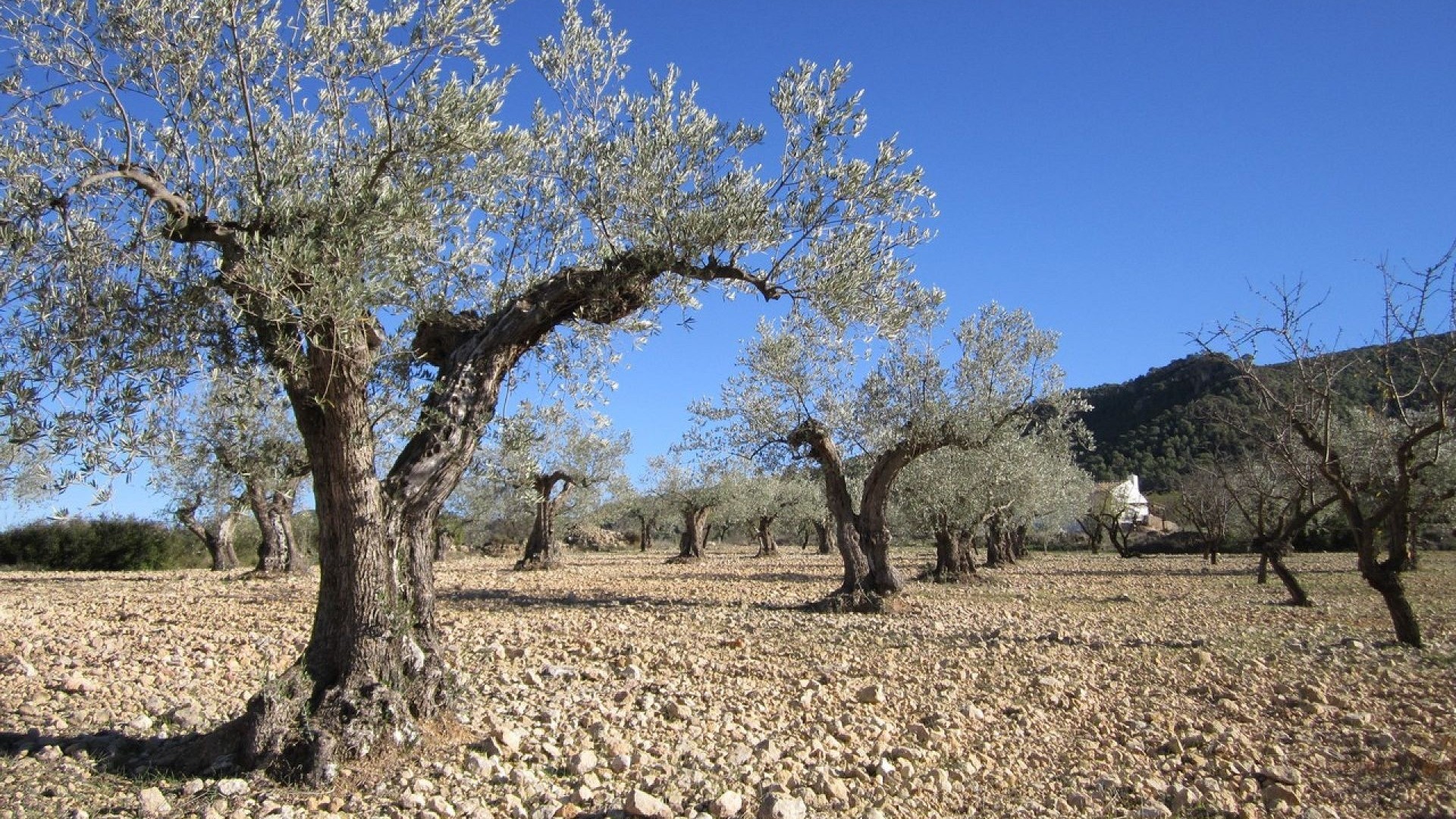 Revente - Parcelle Terrain -
Yecla