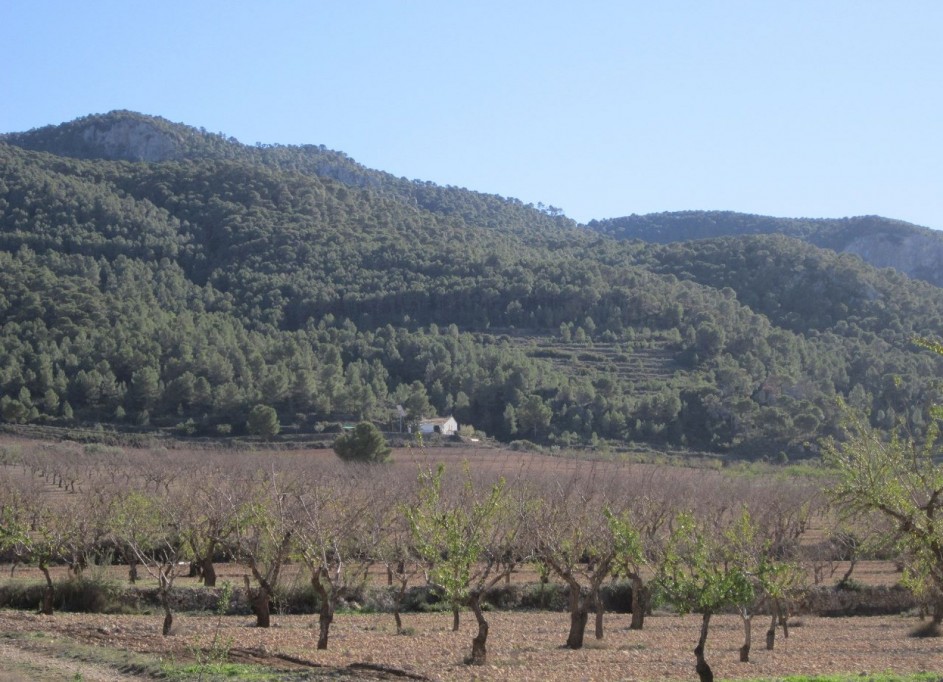 Revente - Parcelle Terrain -
Yecla