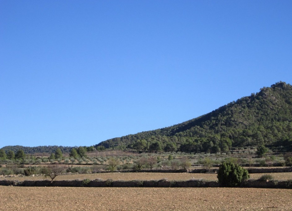 Revente - Parcelle Terrain -
Yecla