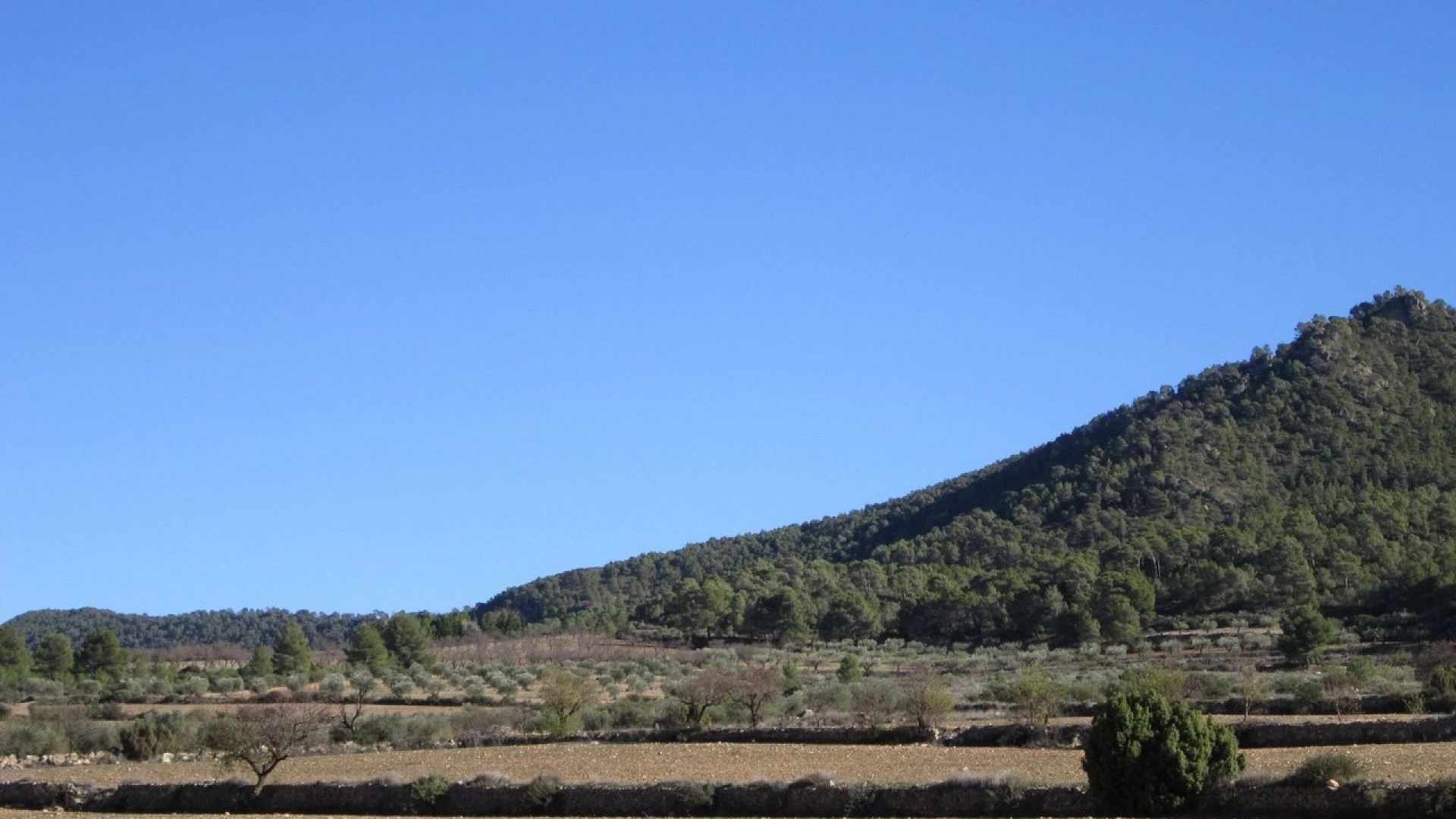 Revente - Parcelle Terrain -
Yecla