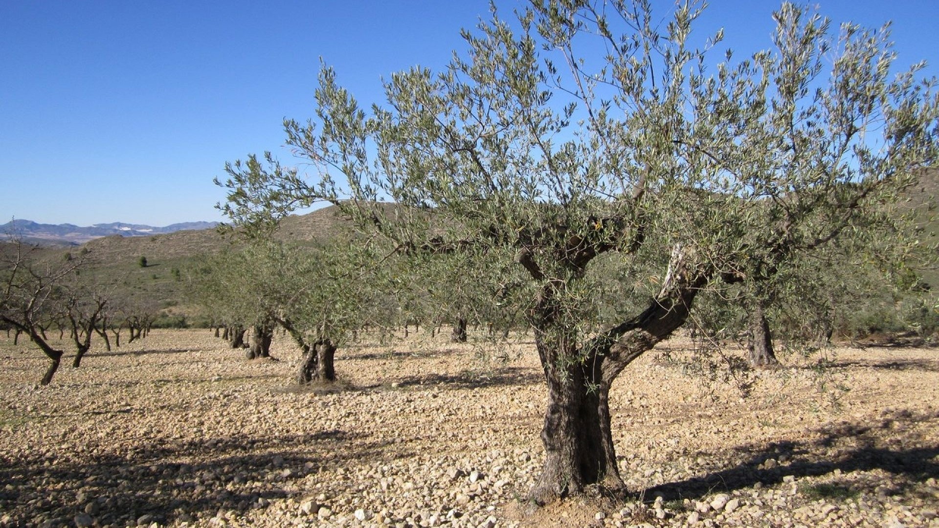 Revente - Parcelle Terrain -
Yecla