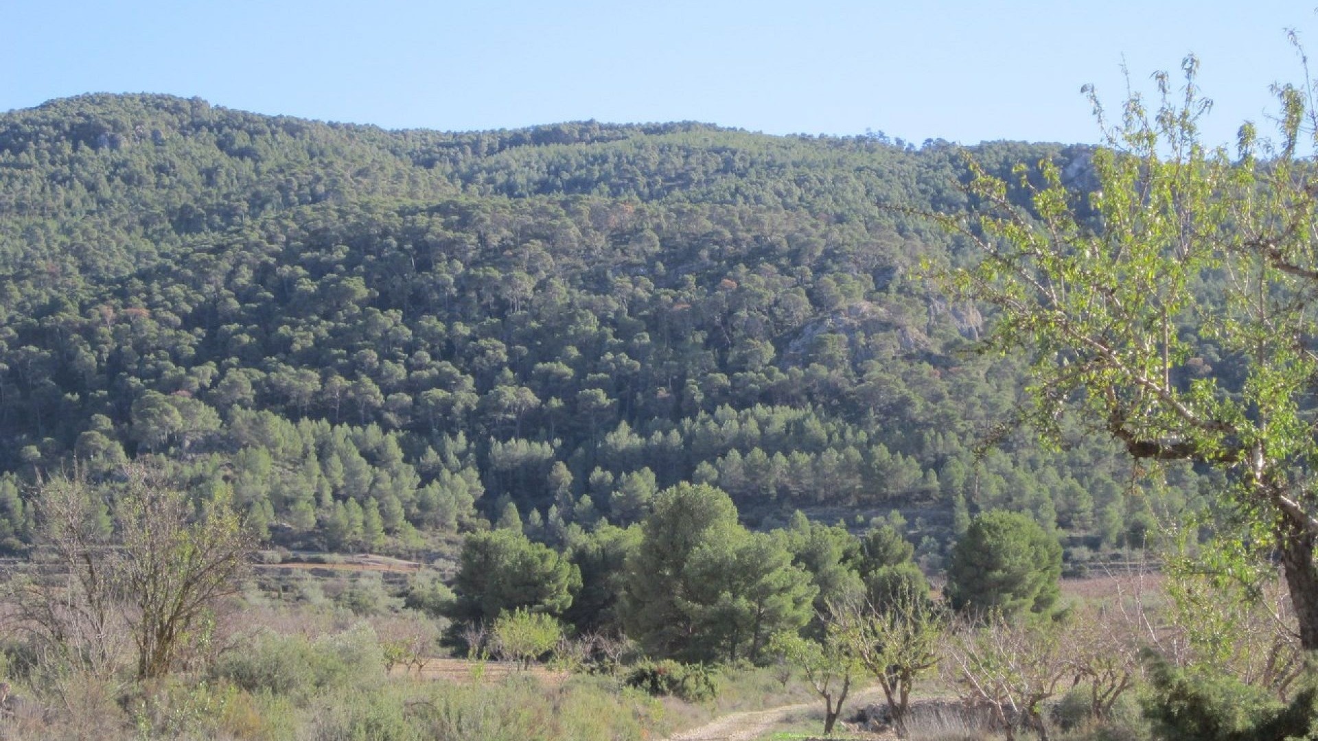 Revente - Parcelle Terrain -
Yecla