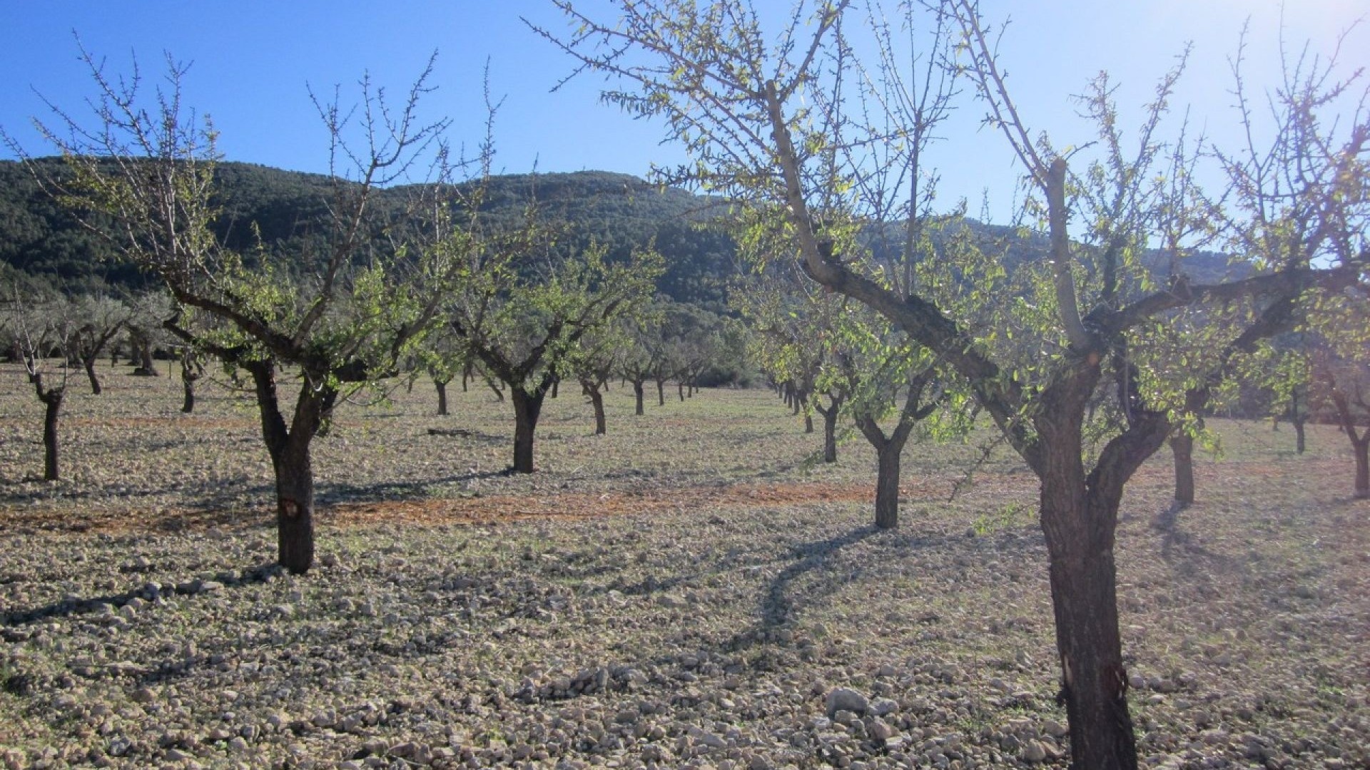 Revente - Parcelle Terrain -
Yecla