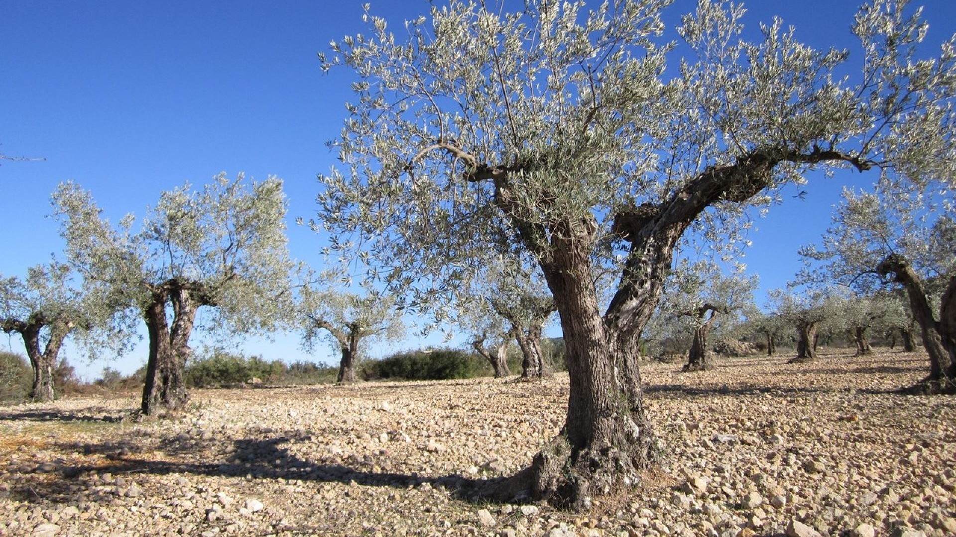 Revente - Parcelle Terrain -
Yecla