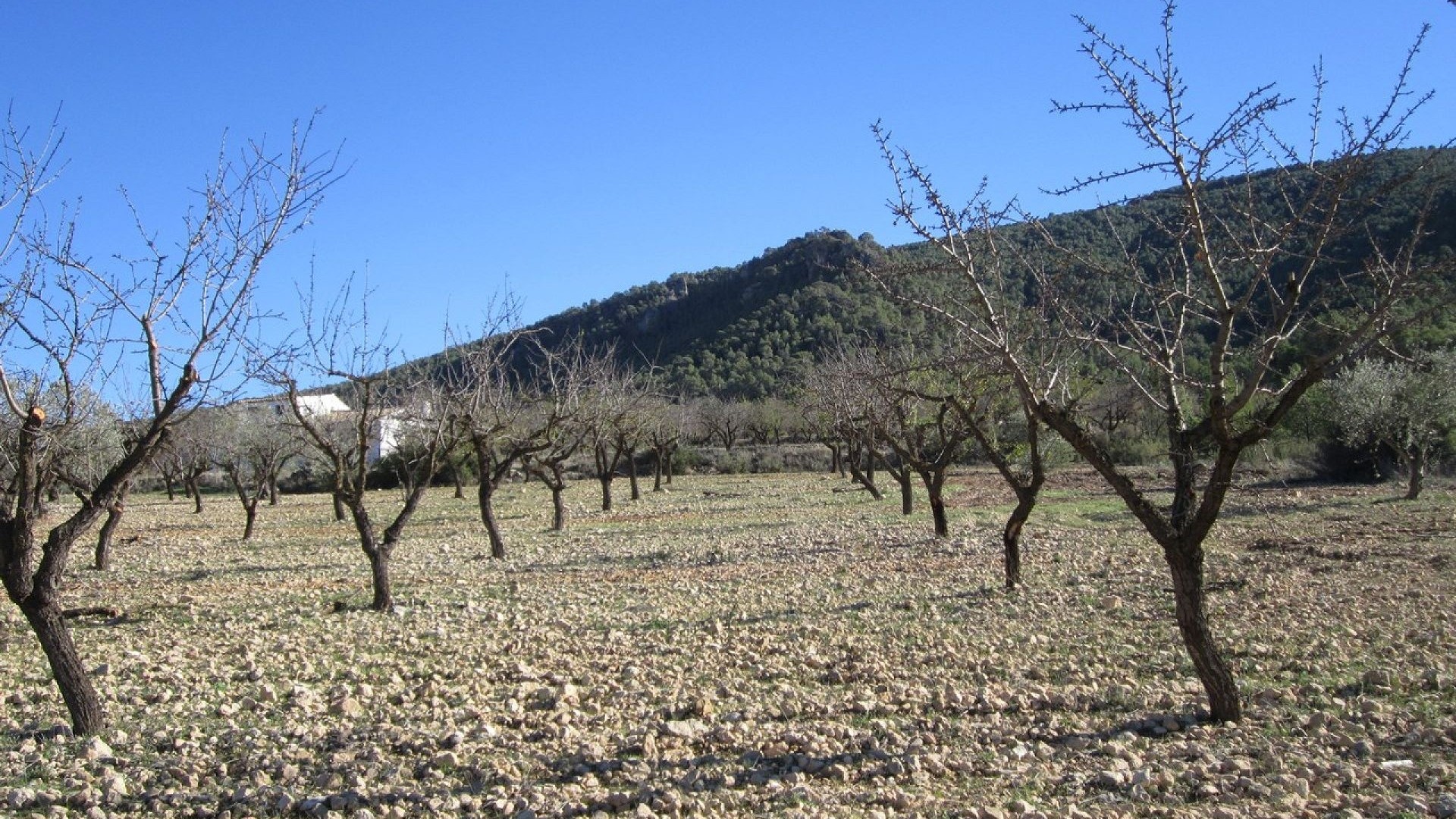 Revente - Parcelle Terrain -
Yecla