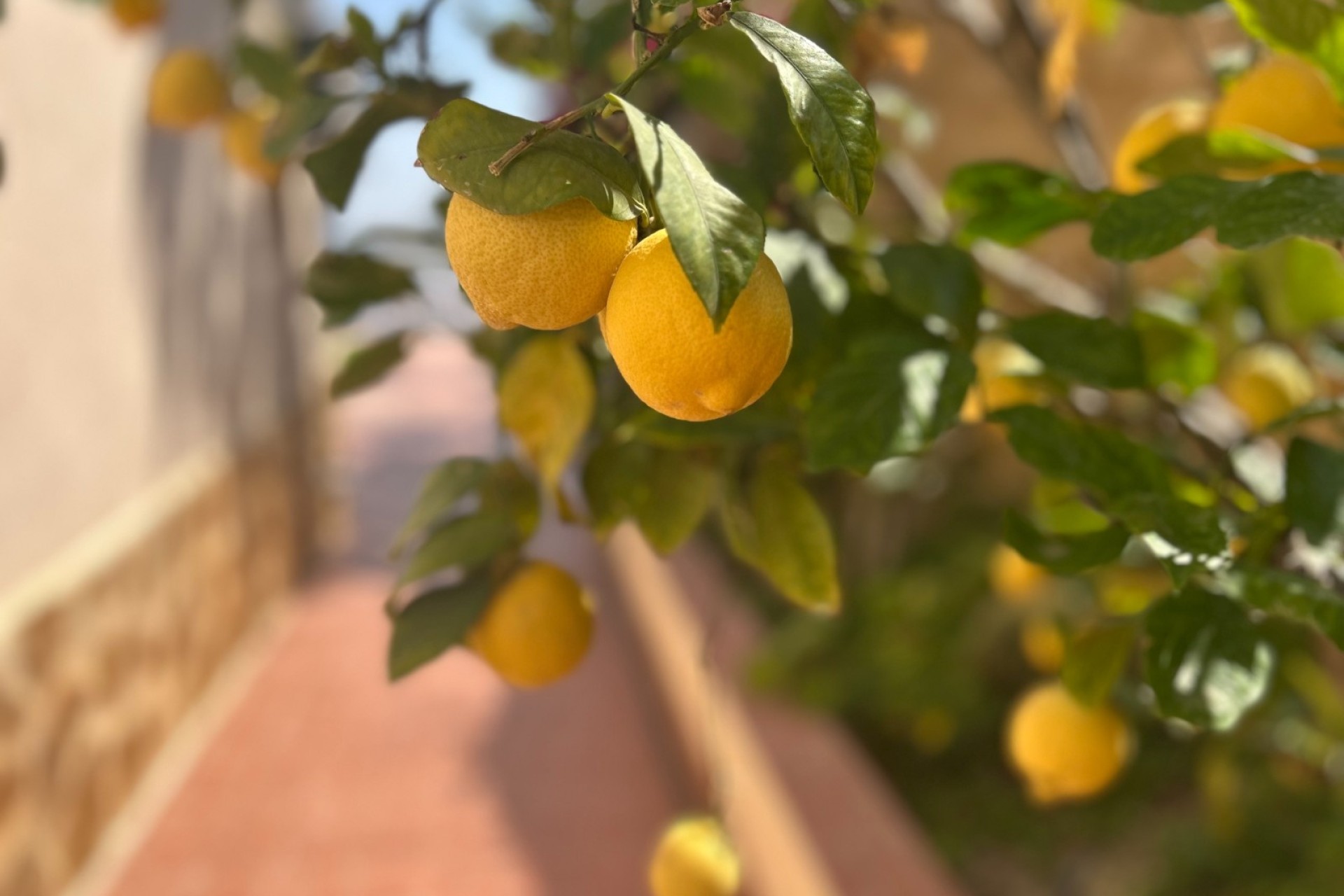 Revente - Villa Individuelle -
Algorfa - Lomas de Juliana