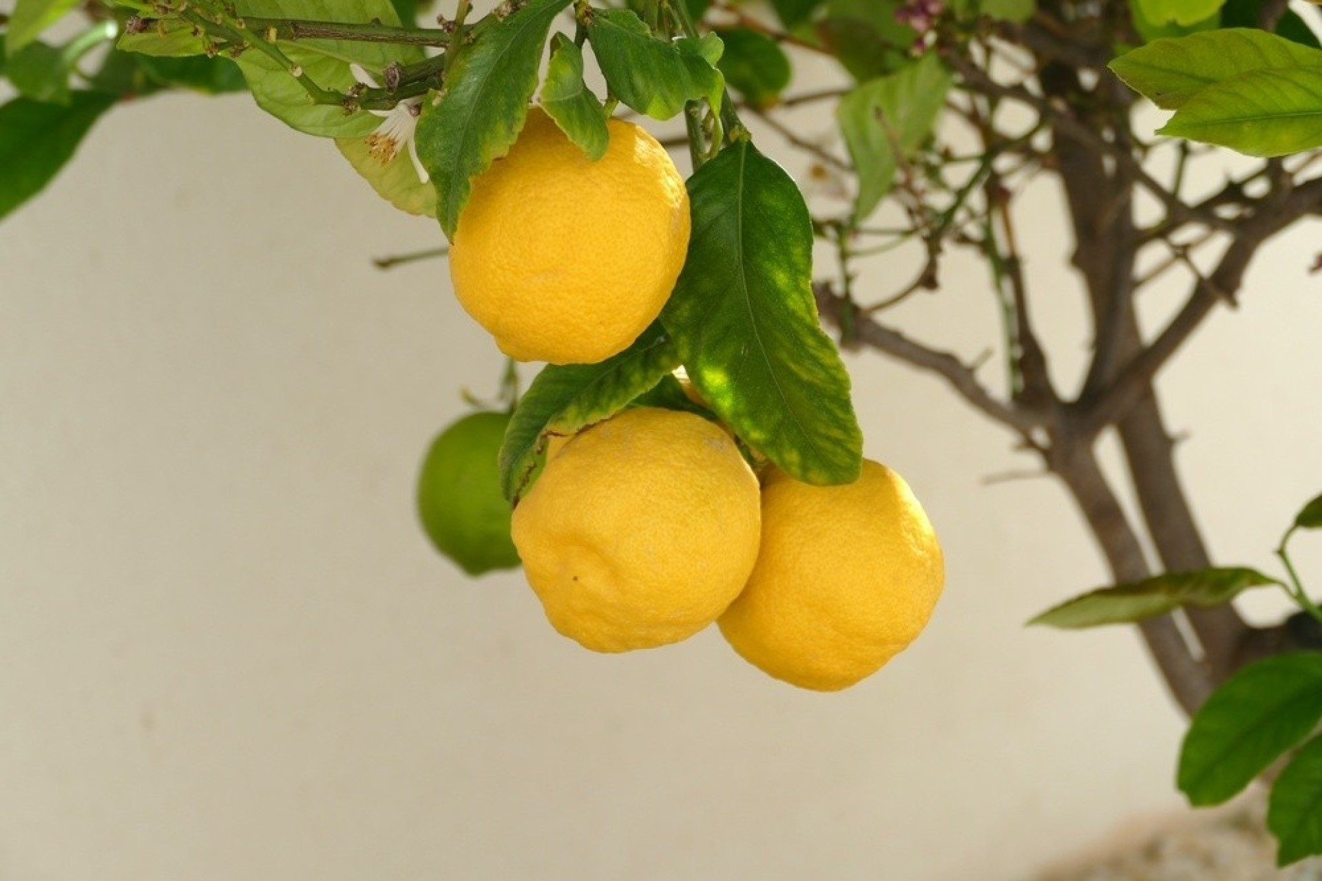 Revente - Villa Individuelle -
Benijofar