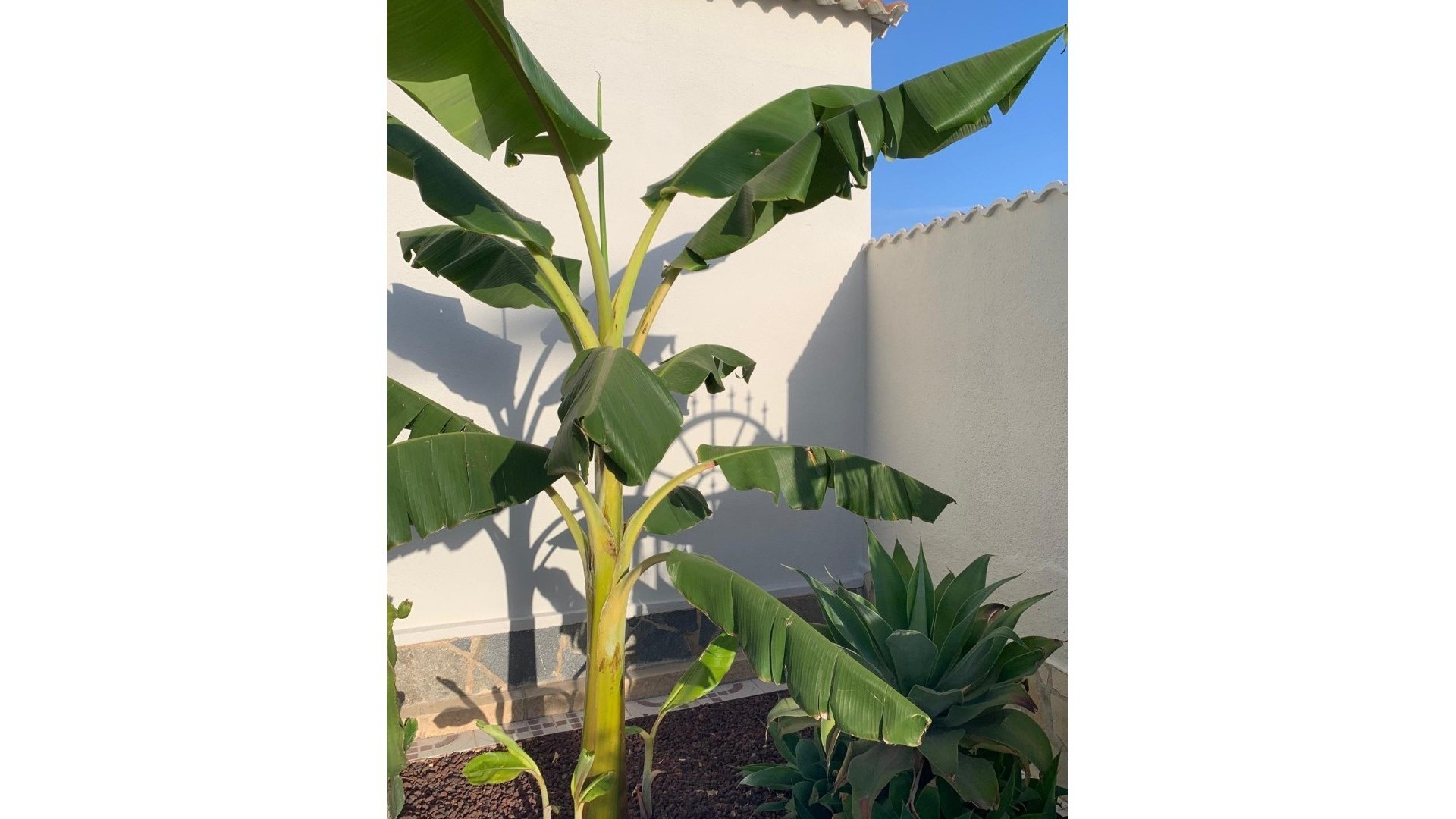 Revente - Villa Individuelle -
Ciudad Quesada - Rojales - Quesada Center