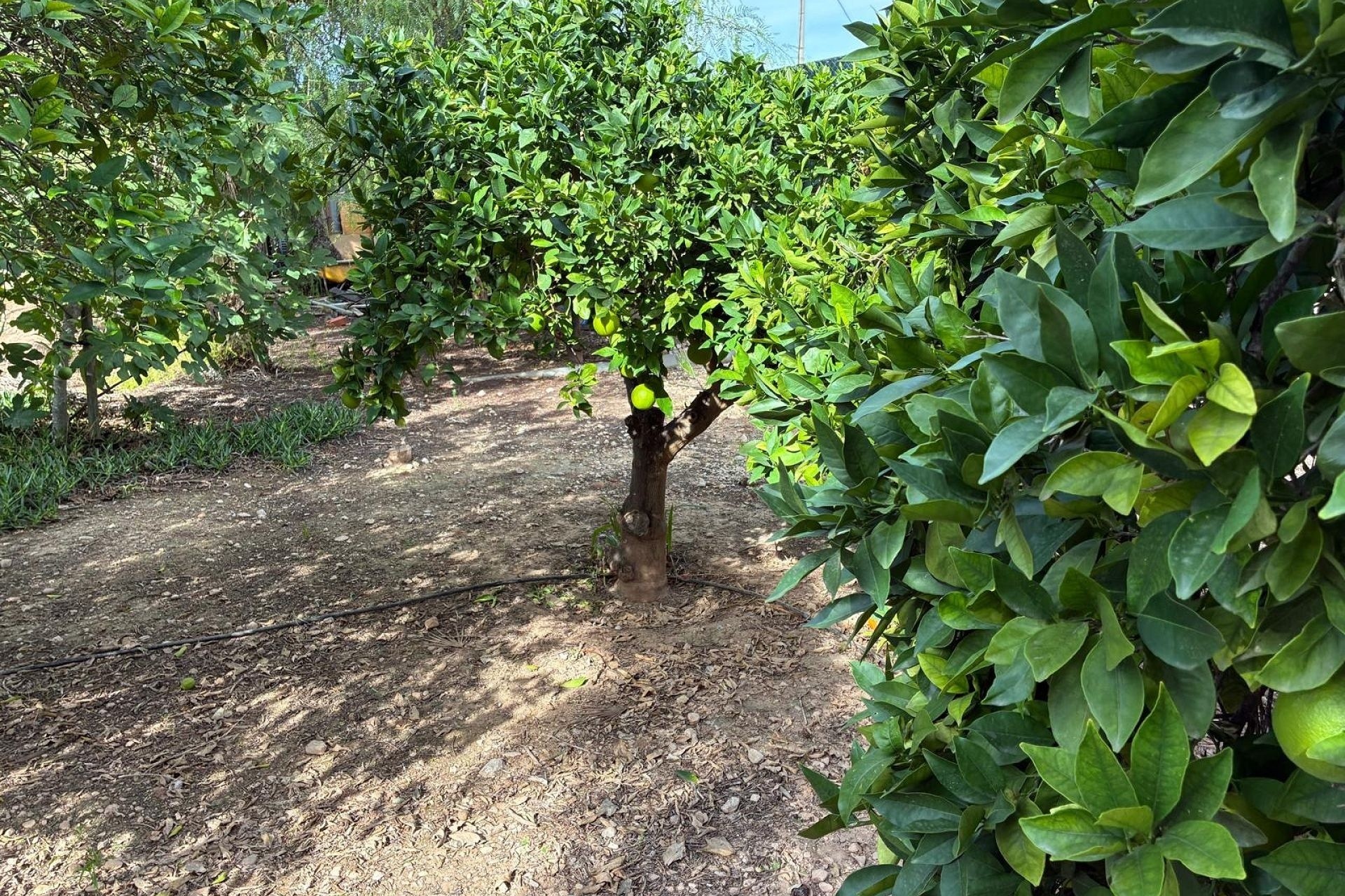 Revente - Villa Individuelle -
Crevillente