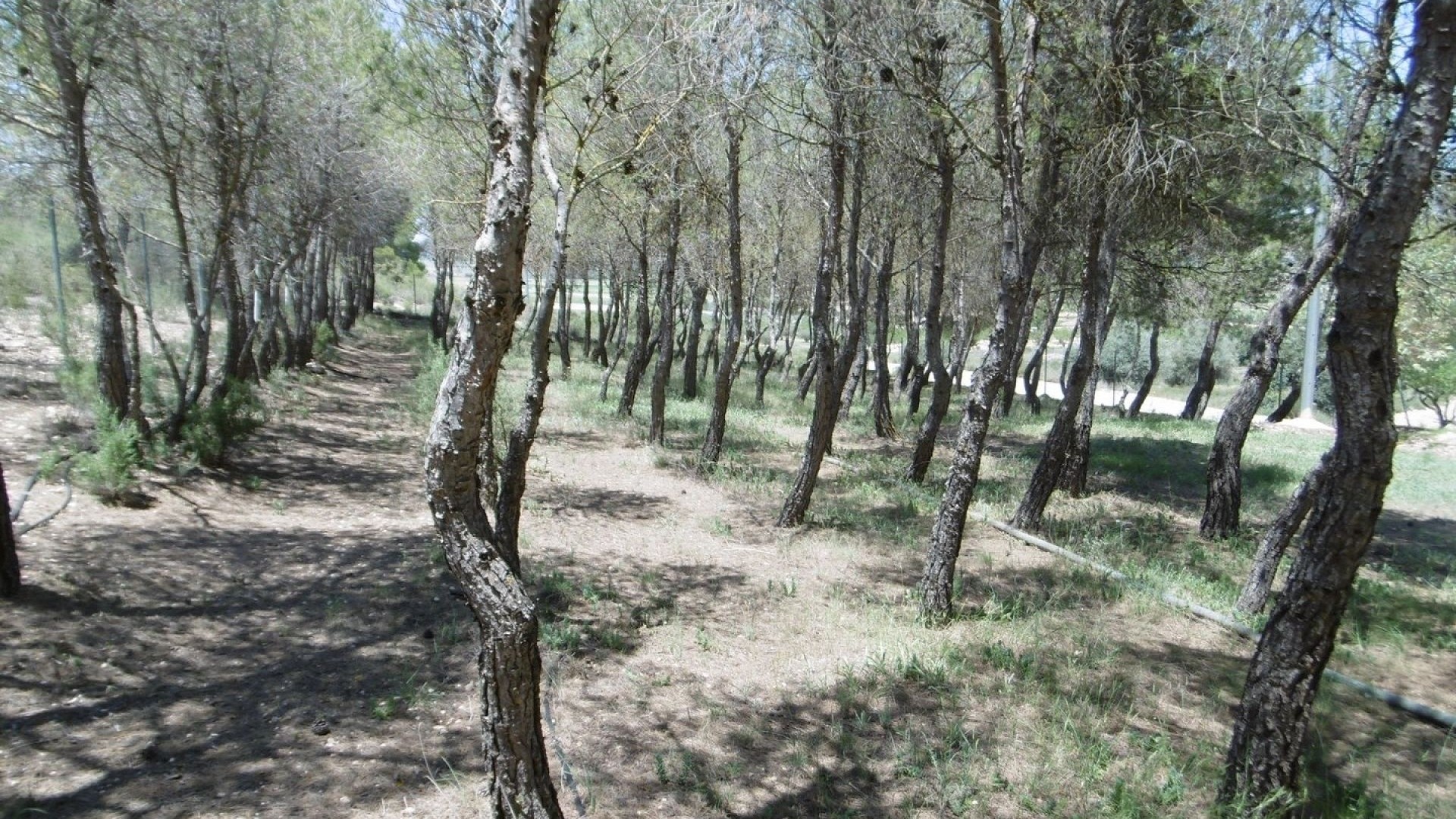 Revente - Villa Individuelle -
Yecla