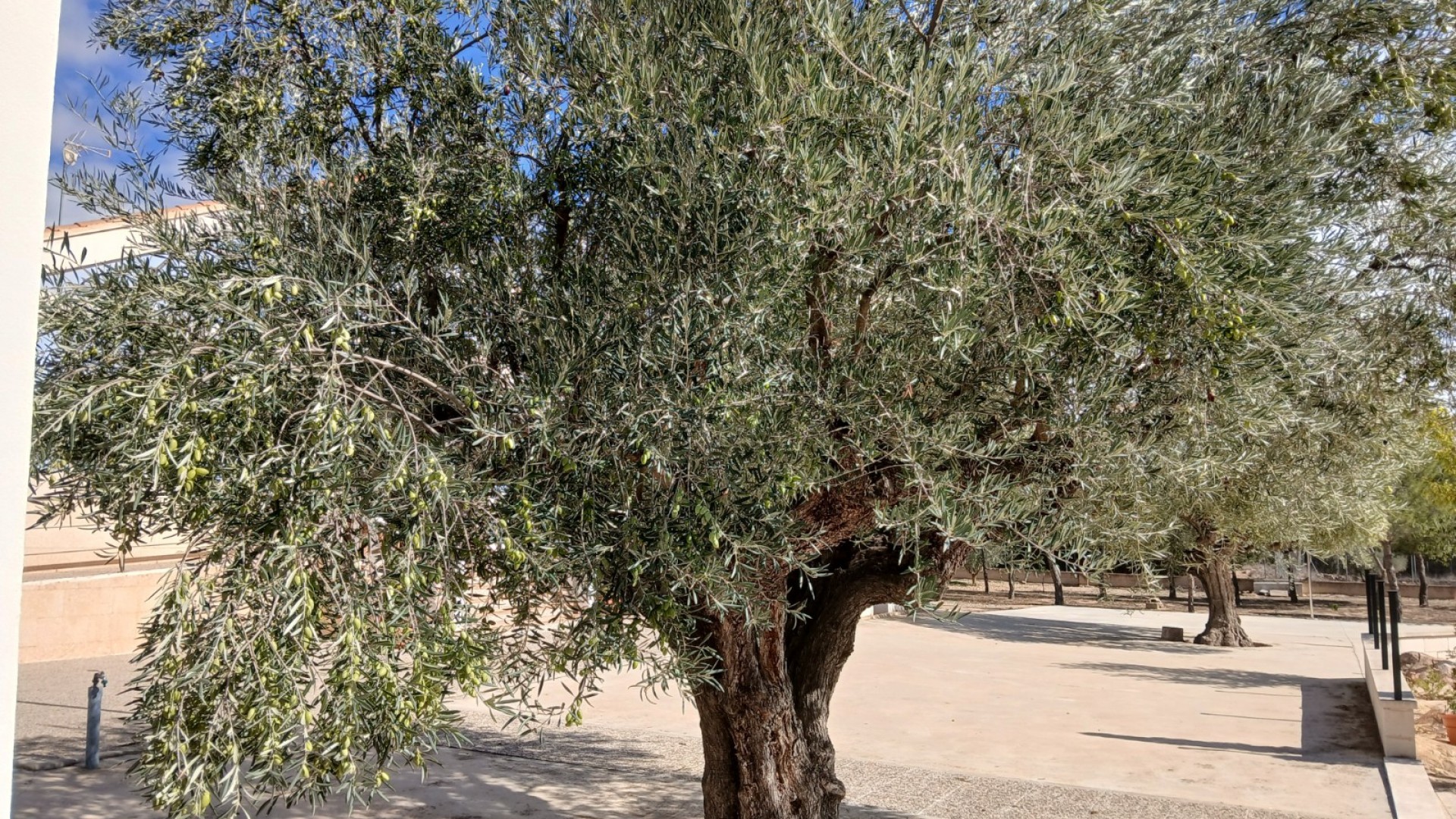 Revente - Villa Individuelle -
Yecla