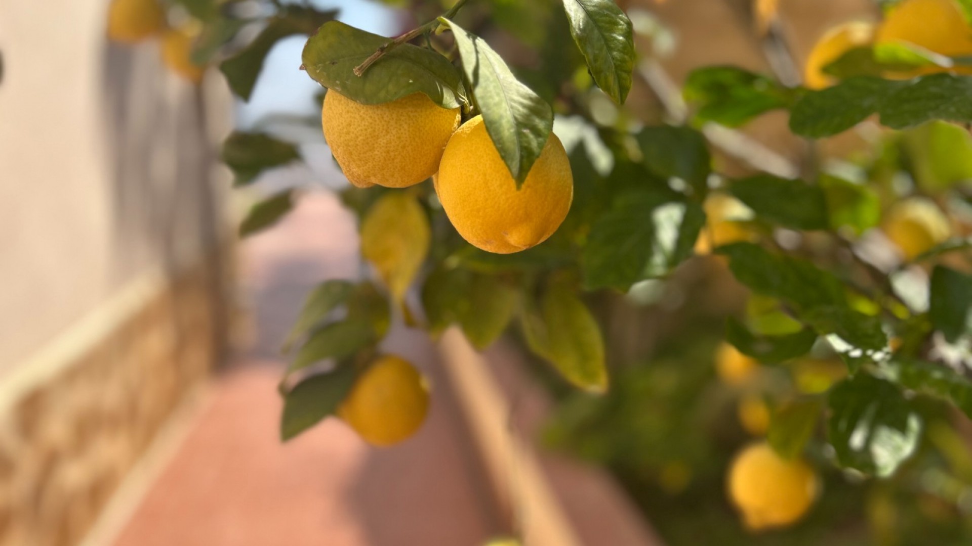 Sale - Detached Villa -
Algorfa - Lomas de Juliana