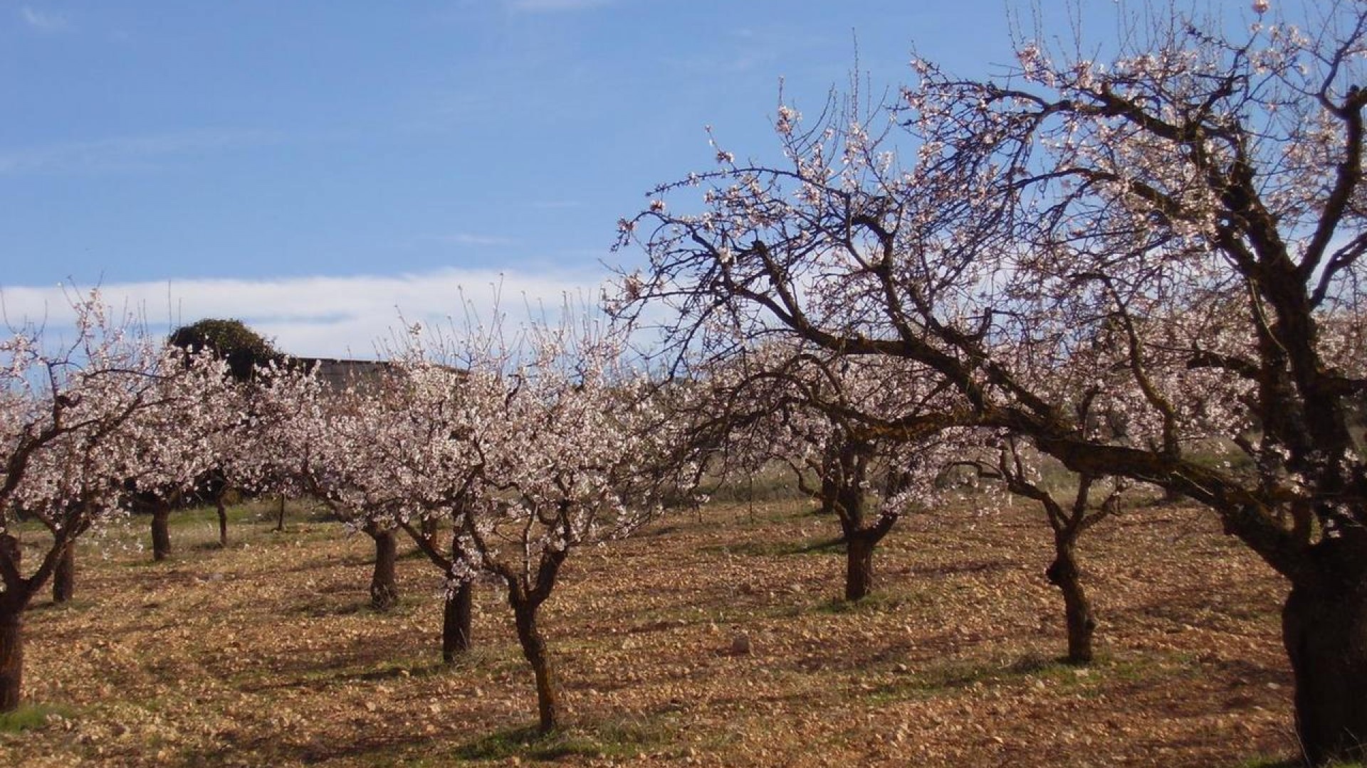 Sale - Detached Villa -
Caravaca de la cruz - Caravaca de la Cruz